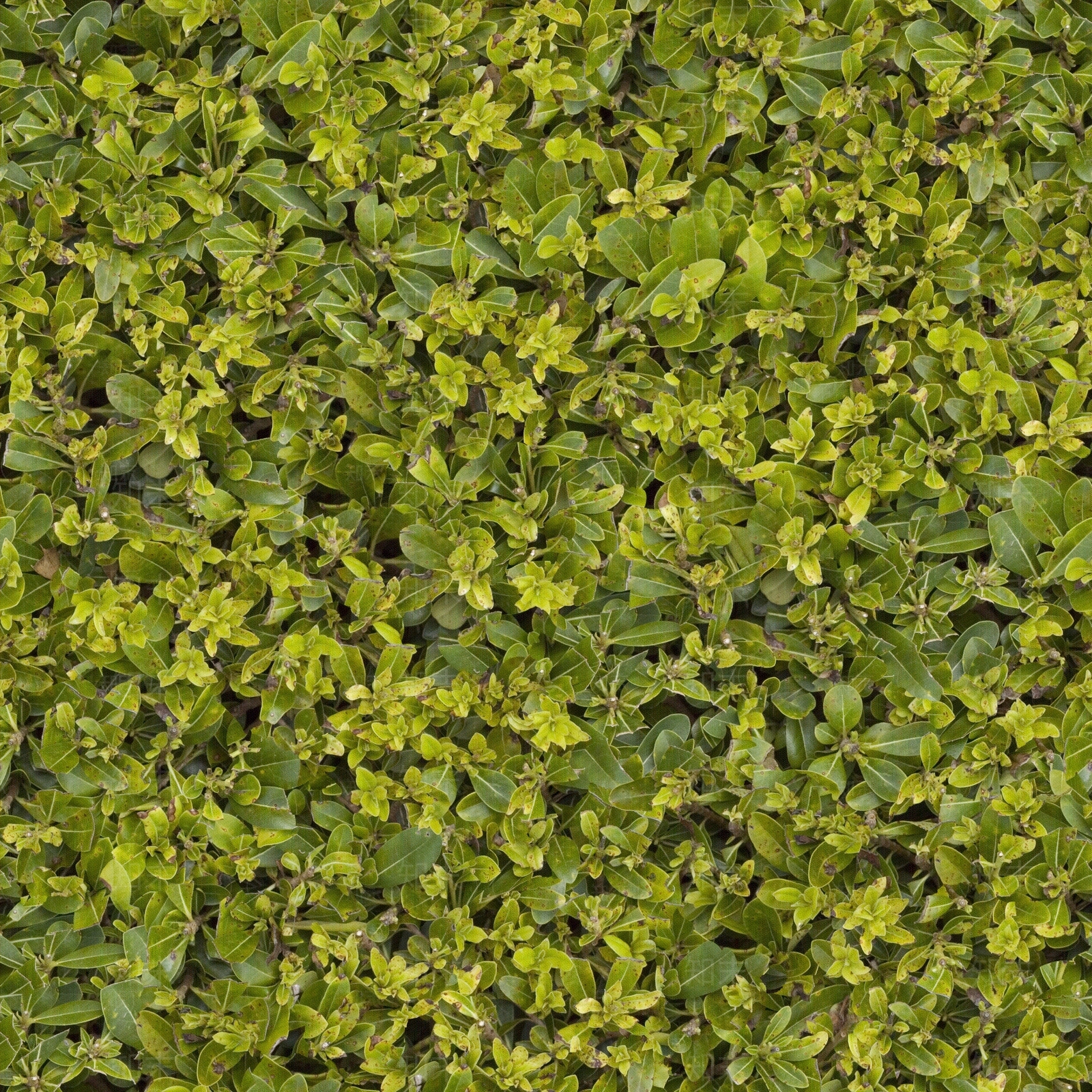 无缝绿化绿植绿篱墙灌木草地草皮地面贴图下载【ID:1142888082】