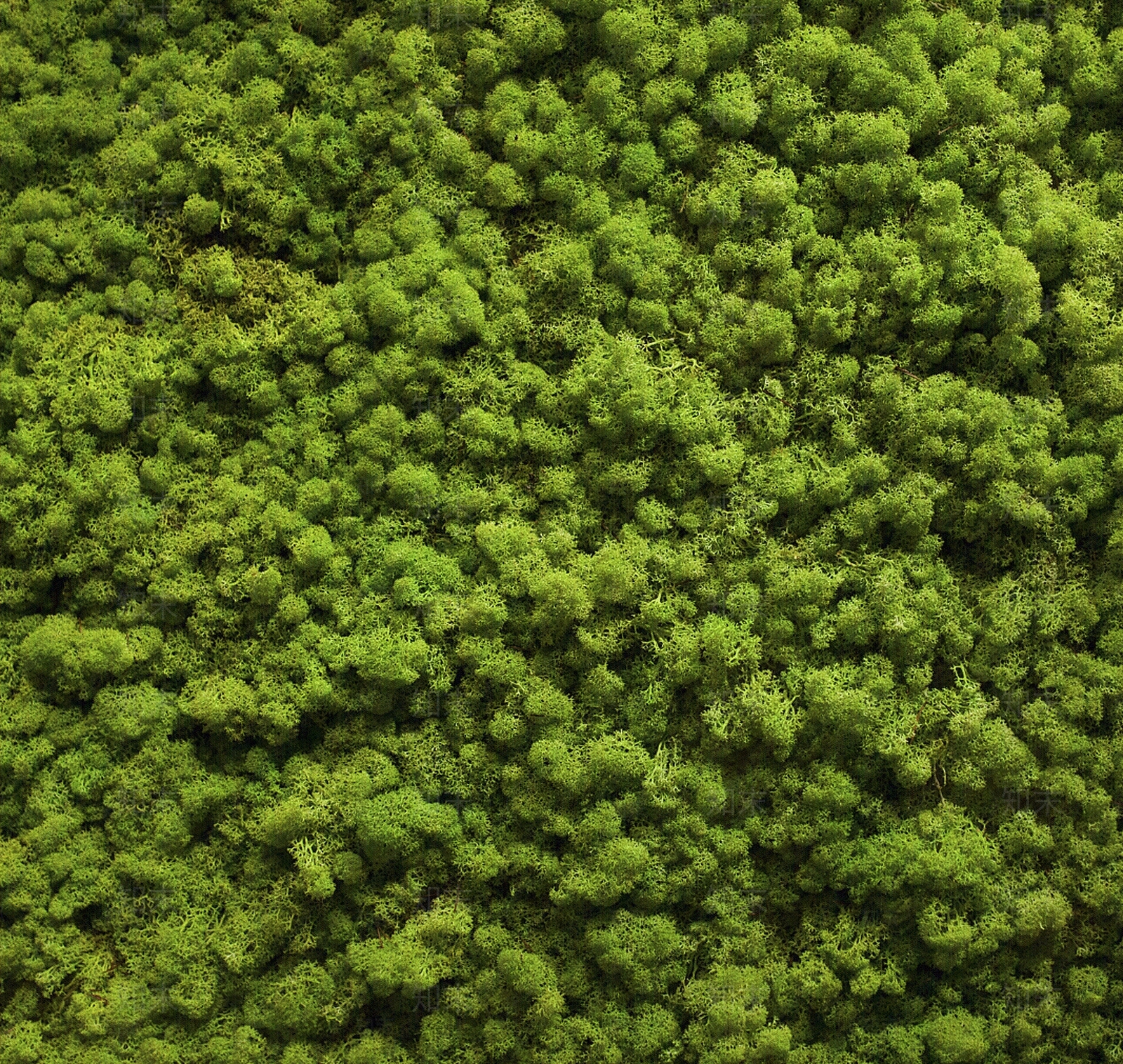 无缝永生苔藓贴图下载【ID:1142937088】