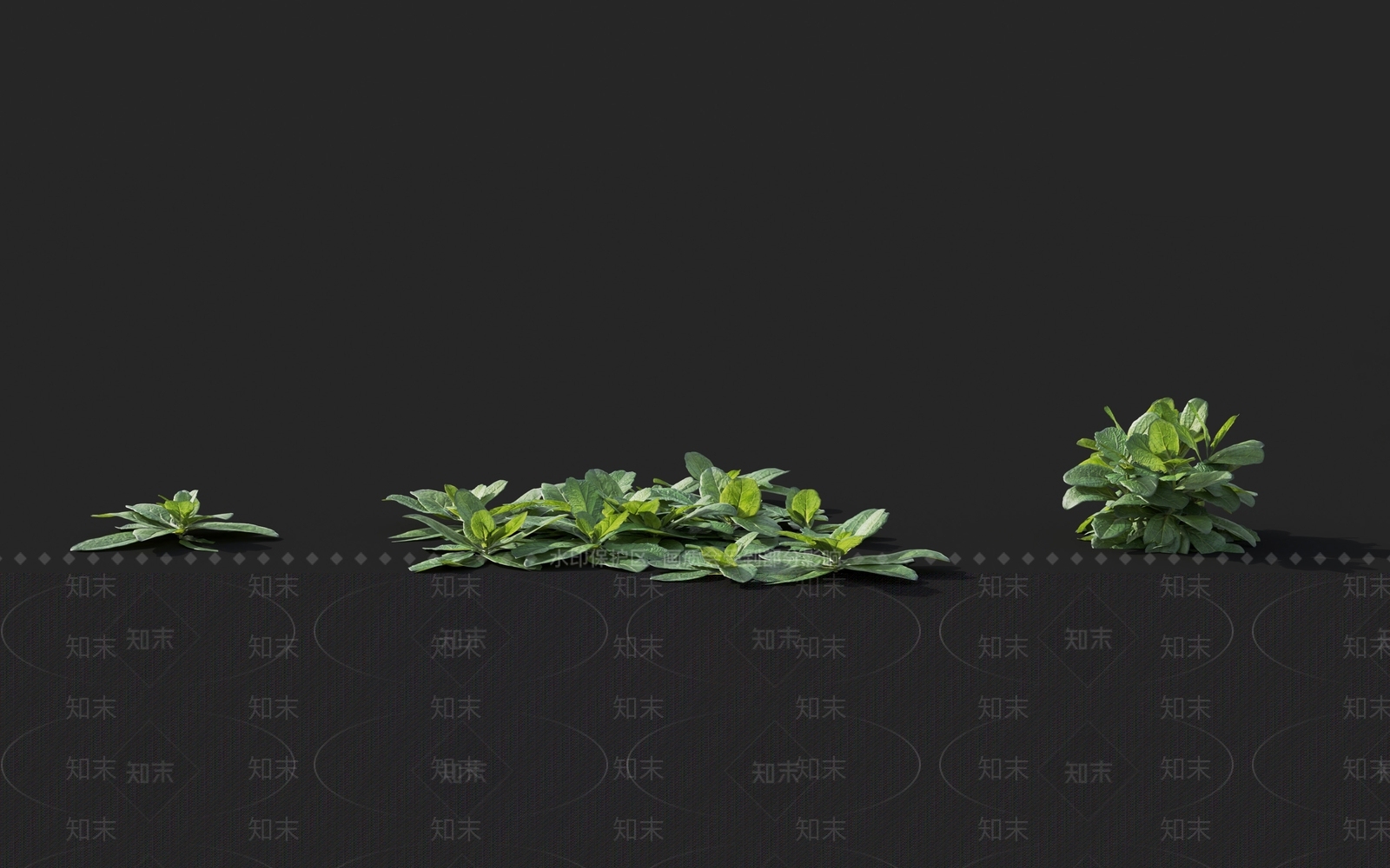 匍匐筋骨草唇形科植物3D模型下载【ID:1142950766】