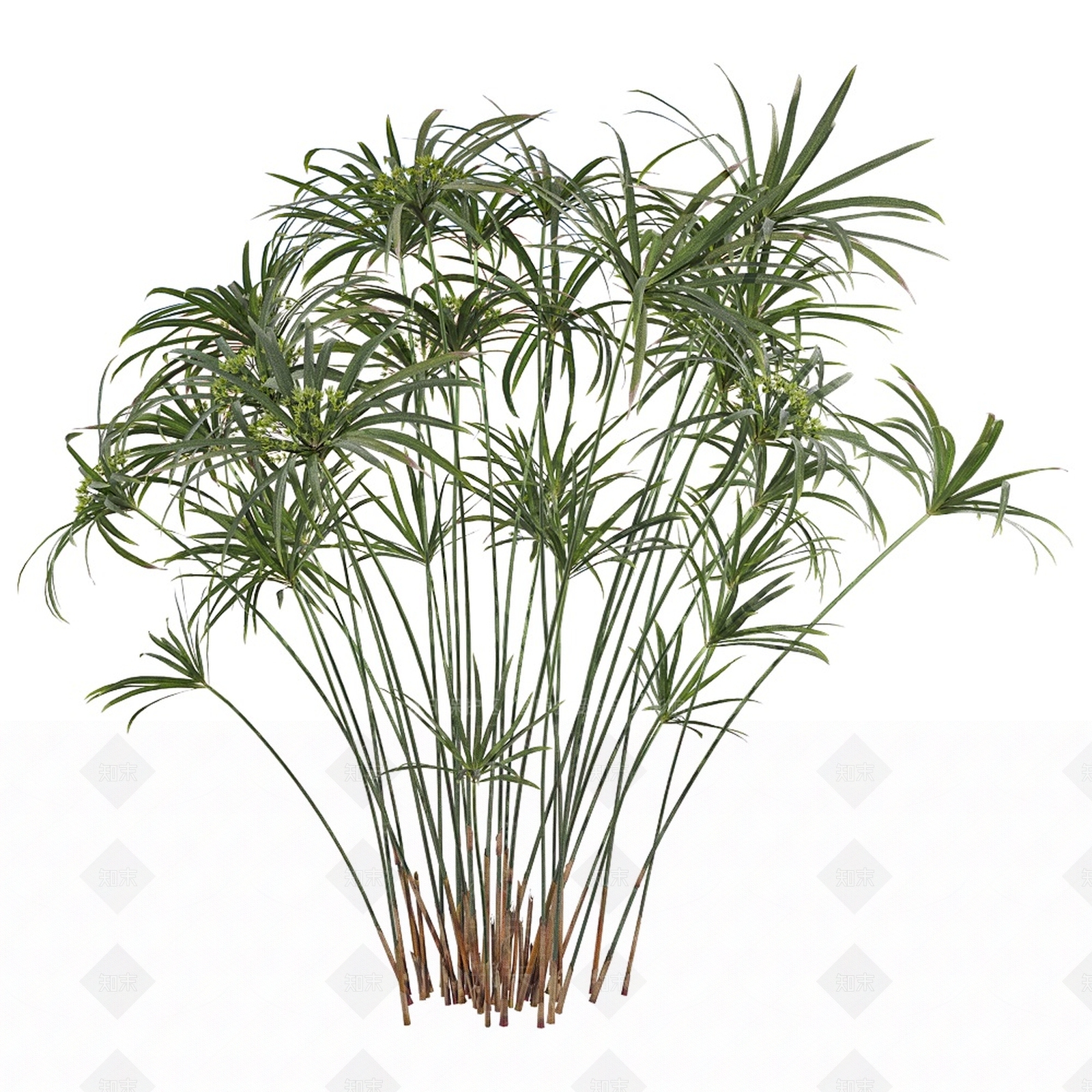 Cyperus3D模型下载【ID:1142971722】