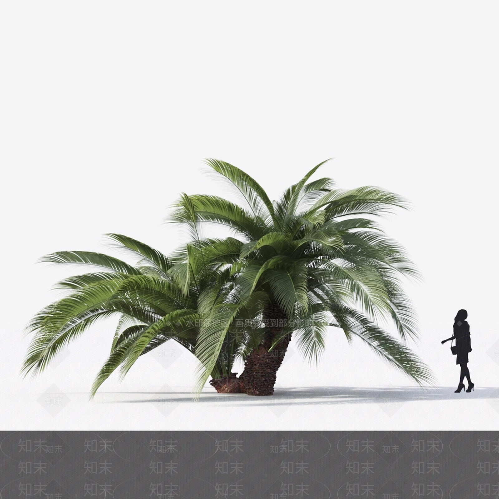 摩尔大苏铁3D模型下载【ID:1142972534】