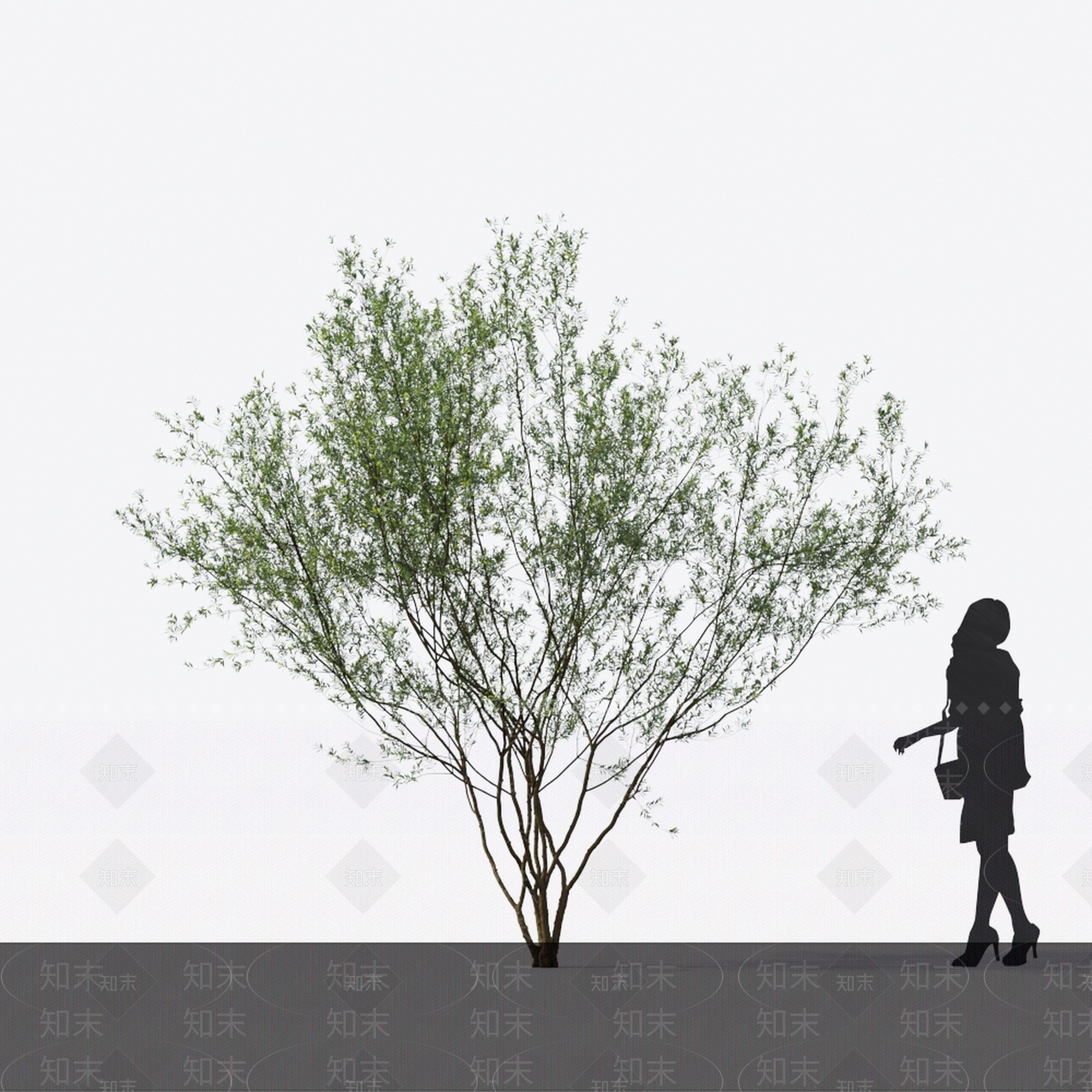 欧洲女贞3D模型下载【ID:1142974034】