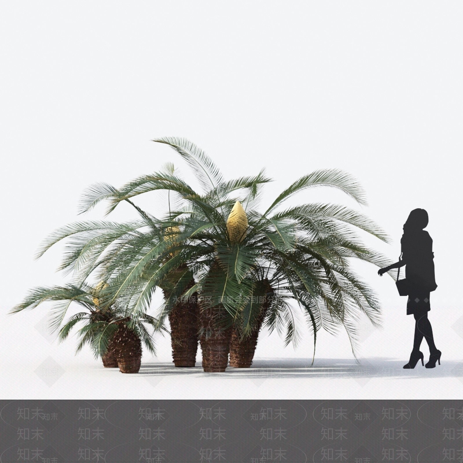 苏铁3D模型下载【ID:1142974728】