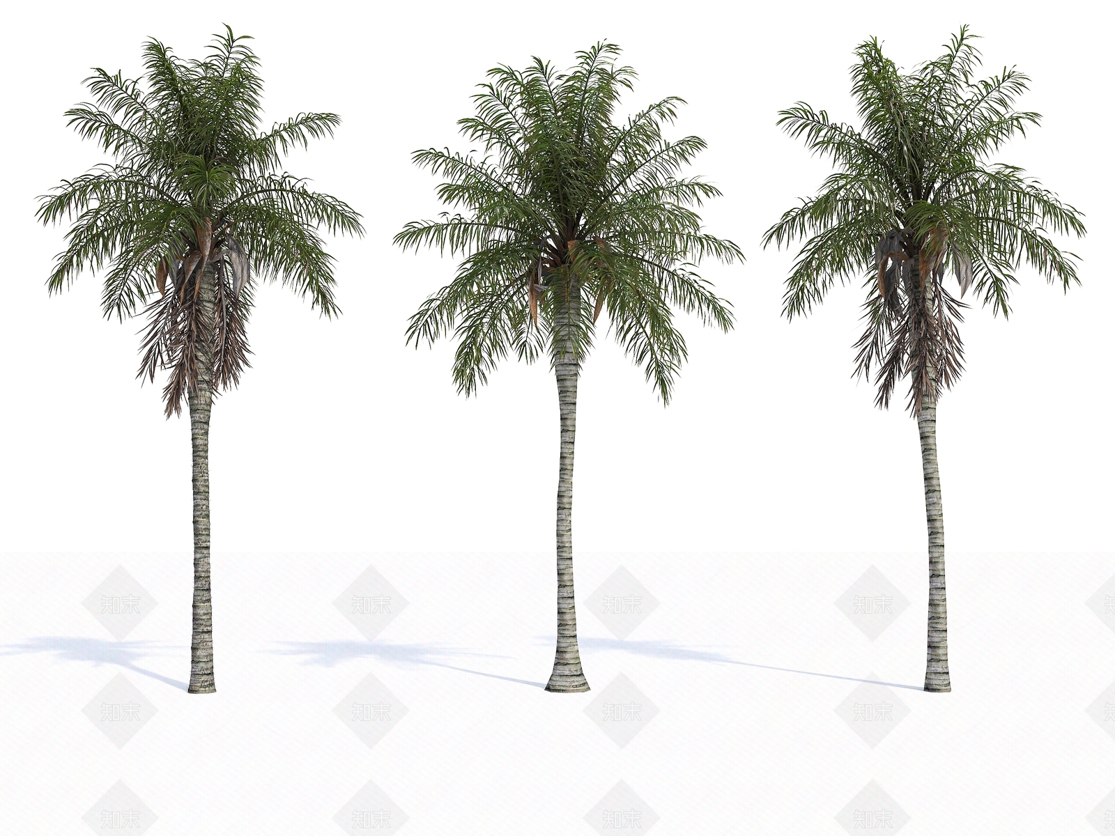 椰子树3D模型下载【ID:1142983059】