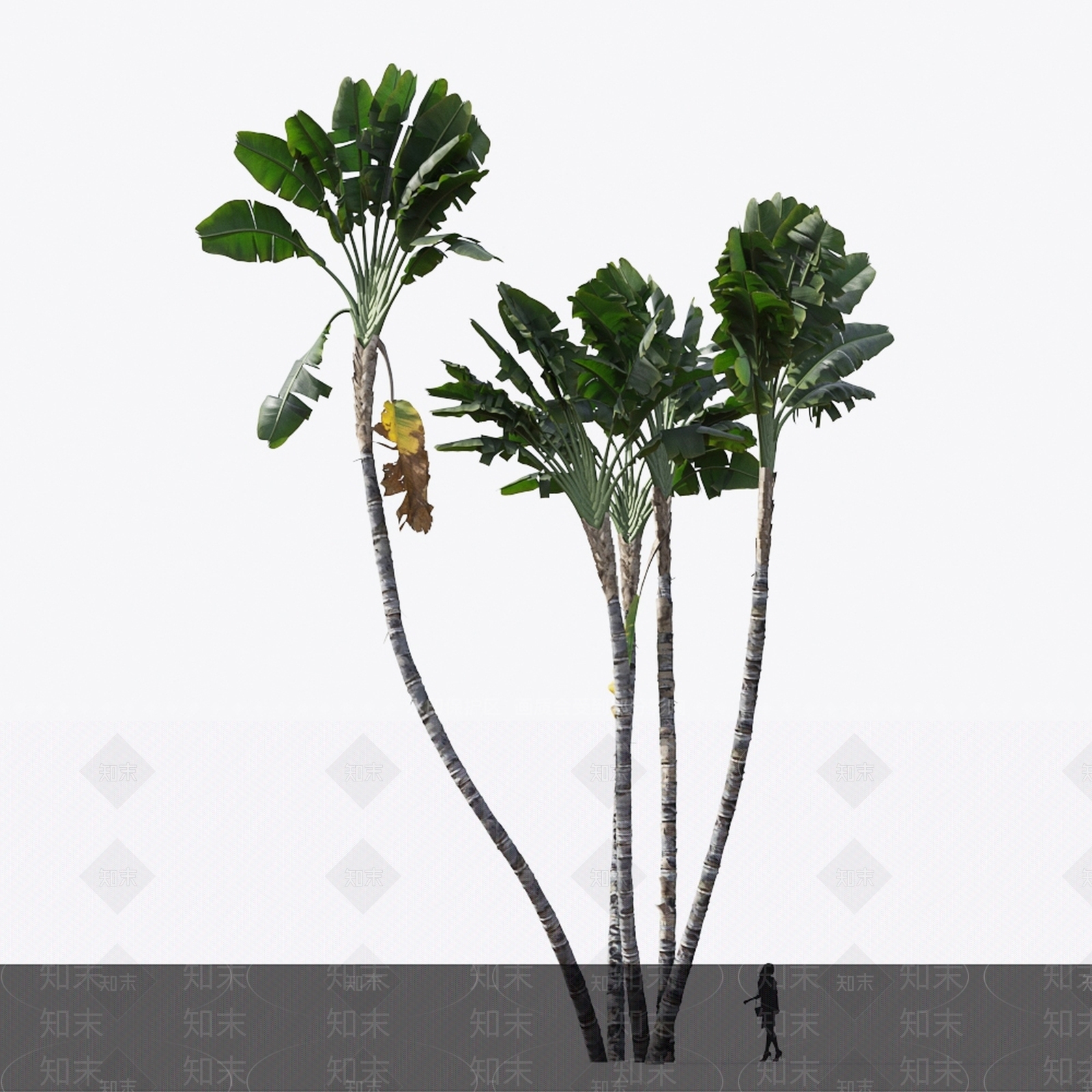 大鹤望兰3D模型下载【ID:1143010253】