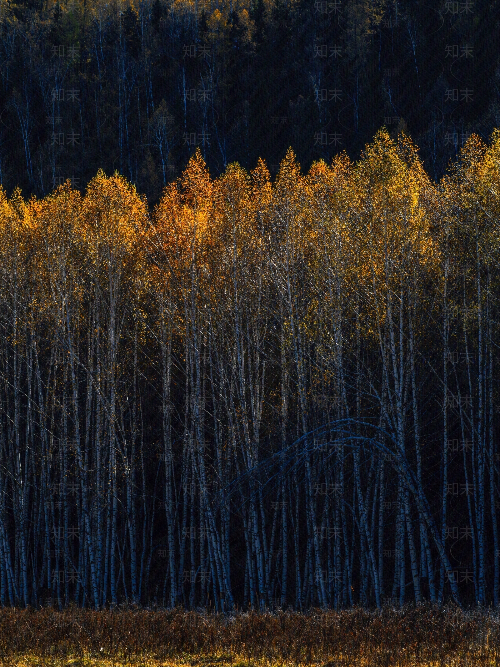 白桦树林自然风景贴图下载【ID:1143472772】