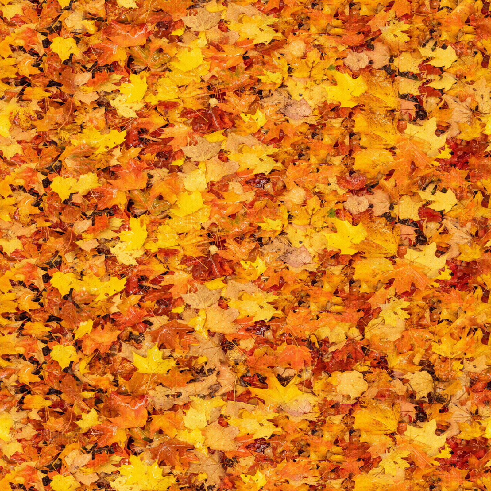 铺满黄色落叶地面贴图贴图下载【ID:1143571026】