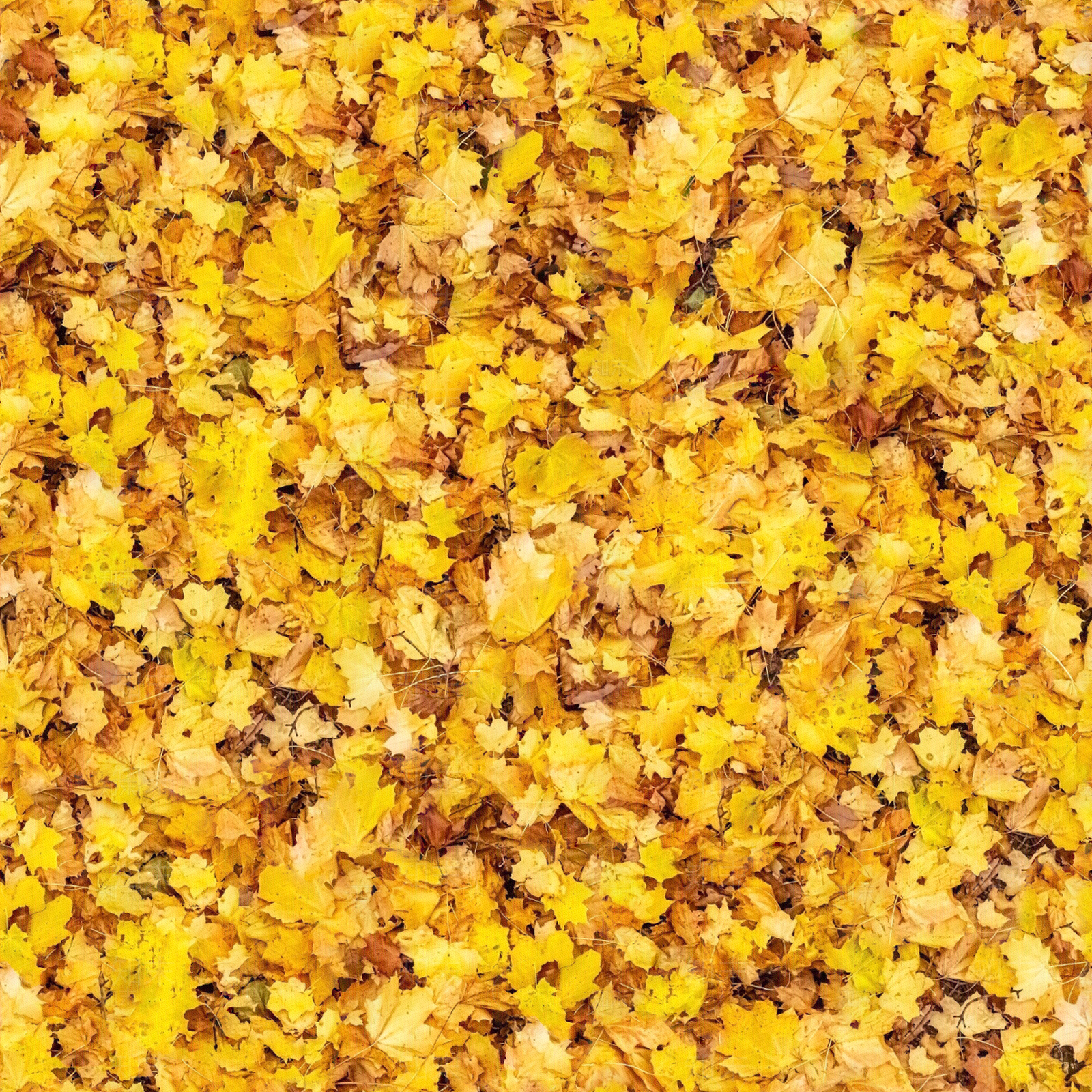 铺满黄色落叶地面贴图贴图下载【ID:1143571007】