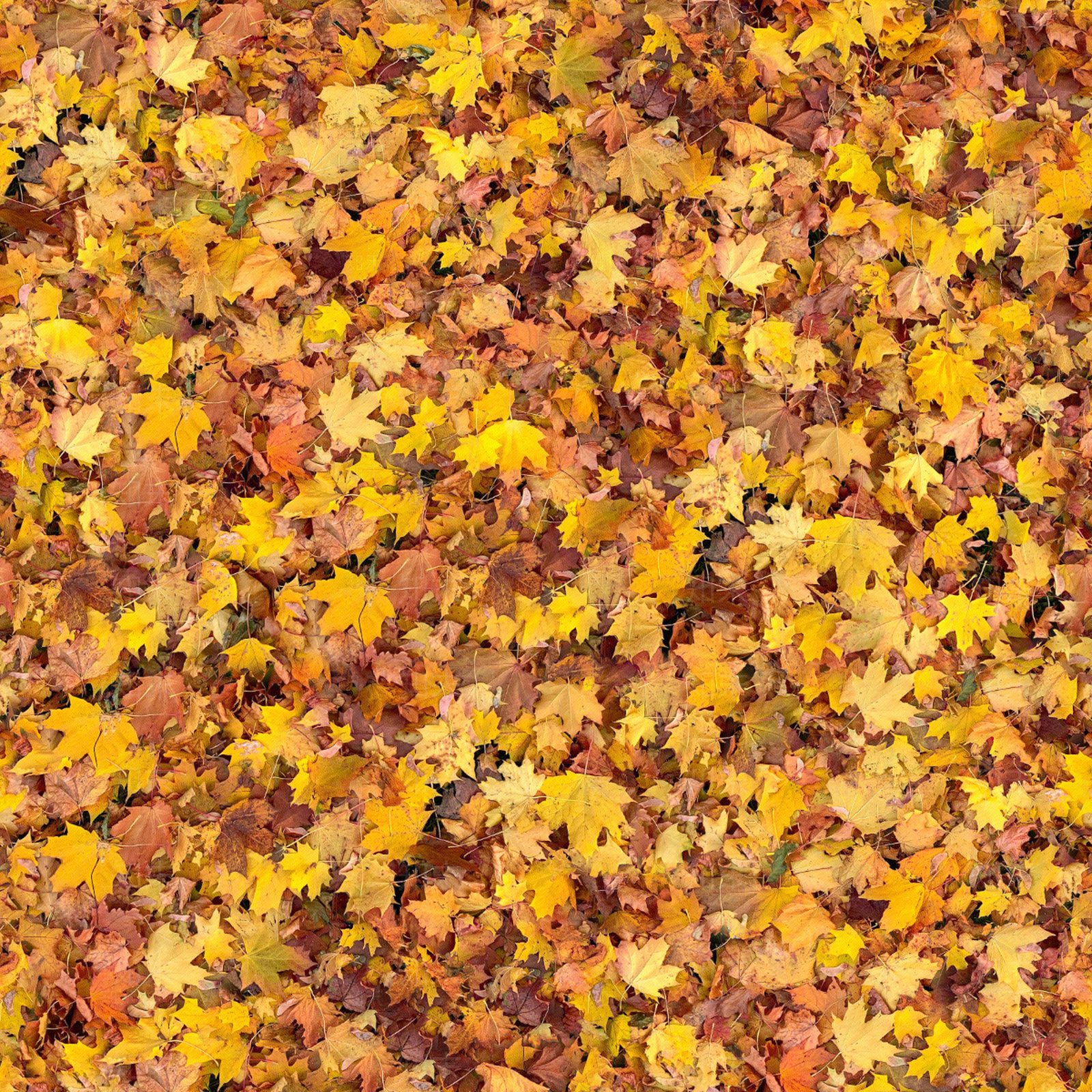 铺满黄色落叶地面贴图贴图下载【ID:1143571049】