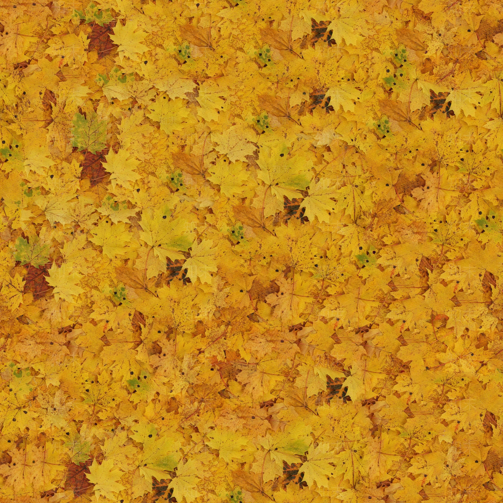 铺满黄色落叶地面贴图贴图下载【ID:1143571157】