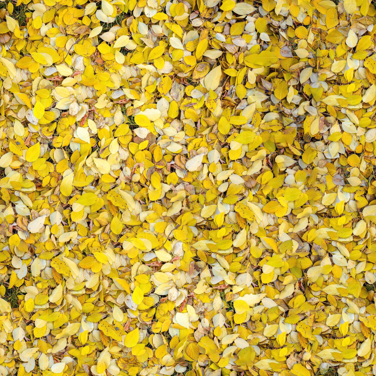 落满黄色落叶的草地贴图贴图下载【ID:1143571419】