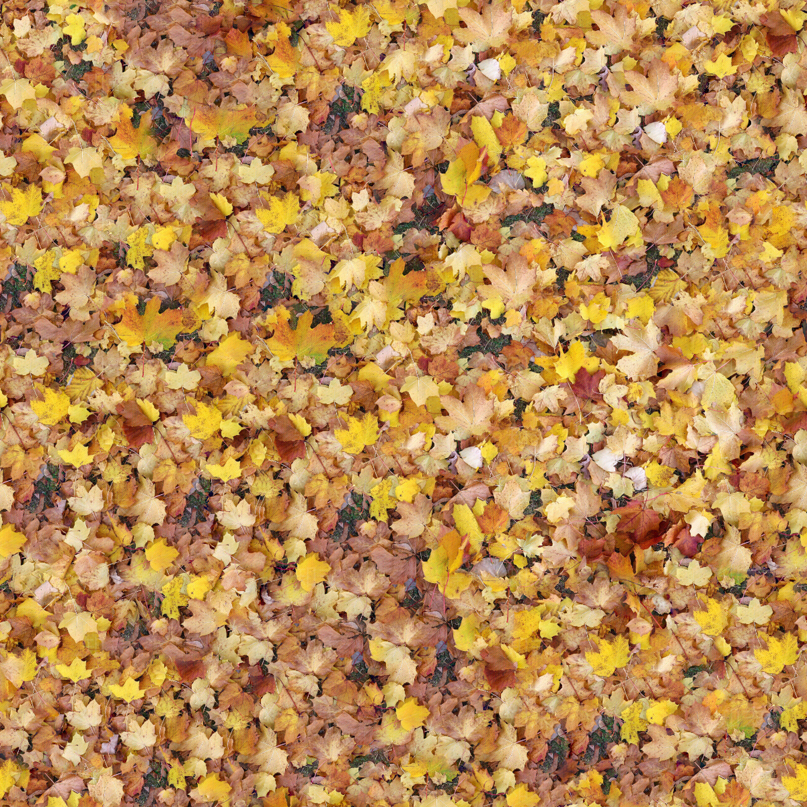 落满黄色落叶的草地贴图贴图下载【ID:1143571567】