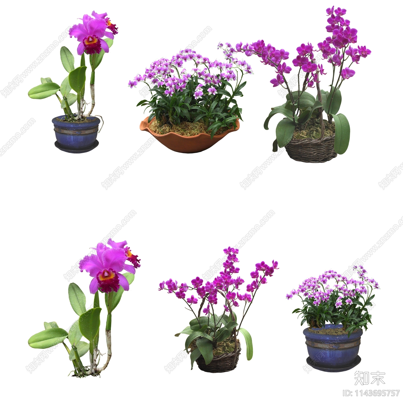各种兰花花卉盆栽psd文件免抠下载【ID:1143695757】undefined