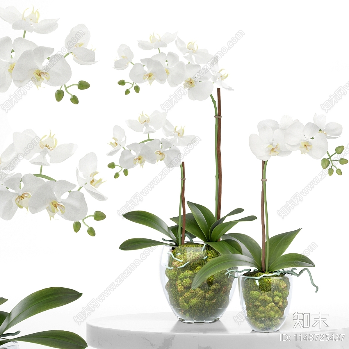 现代蝴蝶兰植物3D模型下载【ID:1143725437】