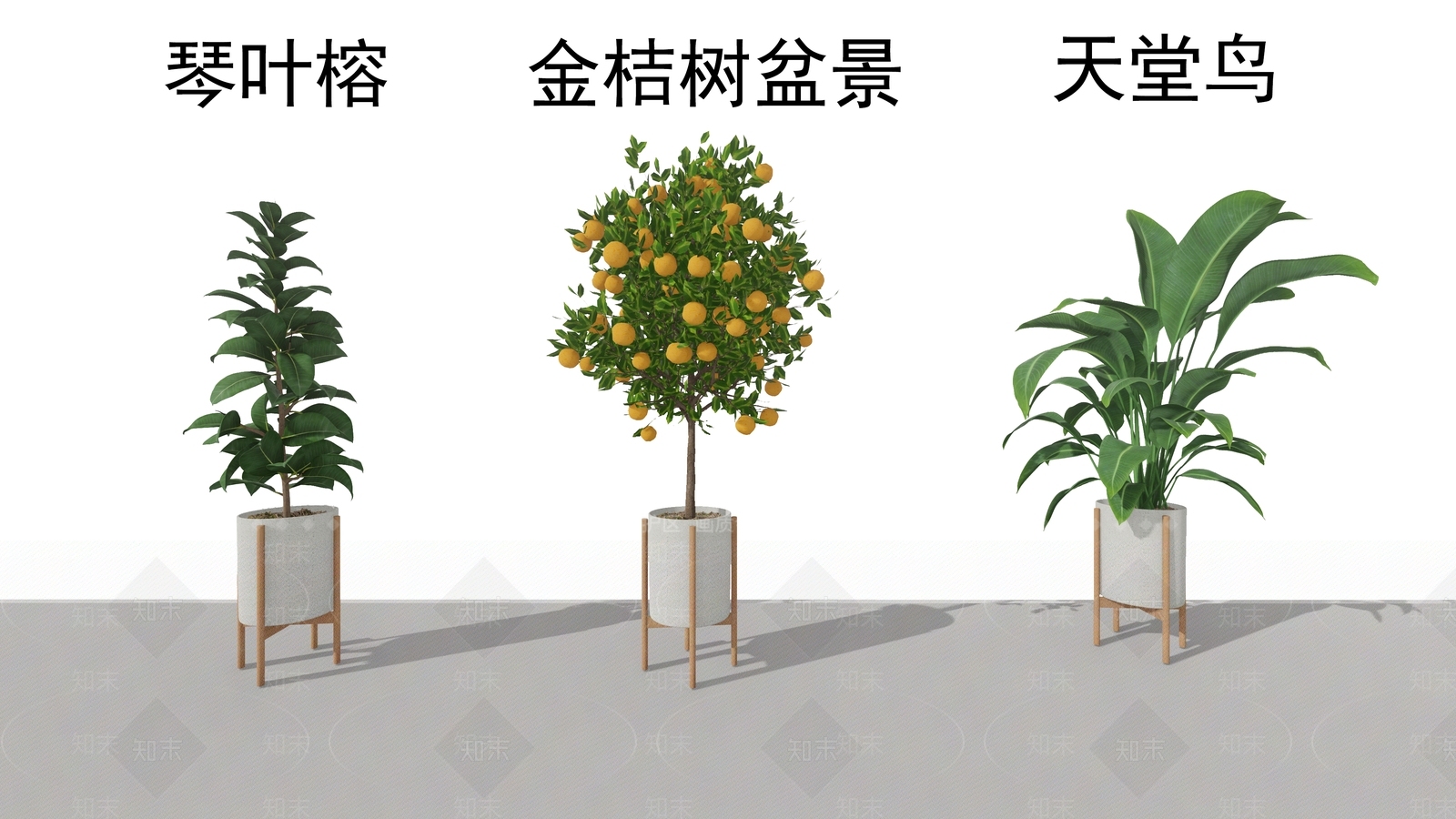 金桔树盆景SU模型下载【ID:1143749079】