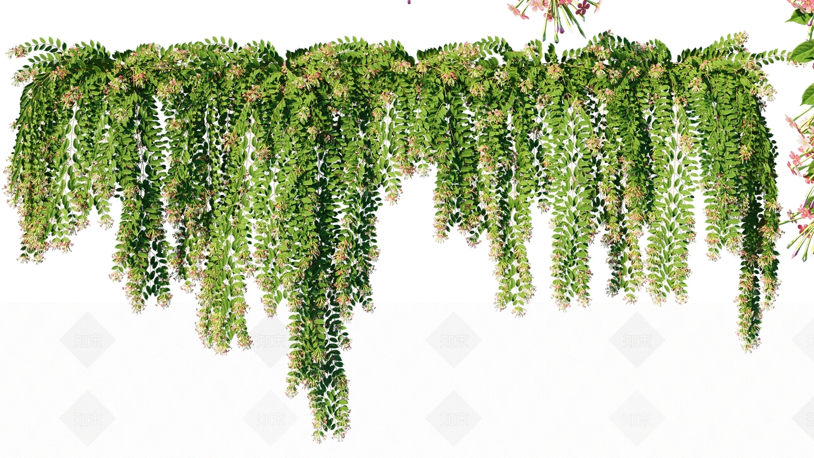 风车子使君子科绿植藤蔓SU模型下载【ID:1143765854】