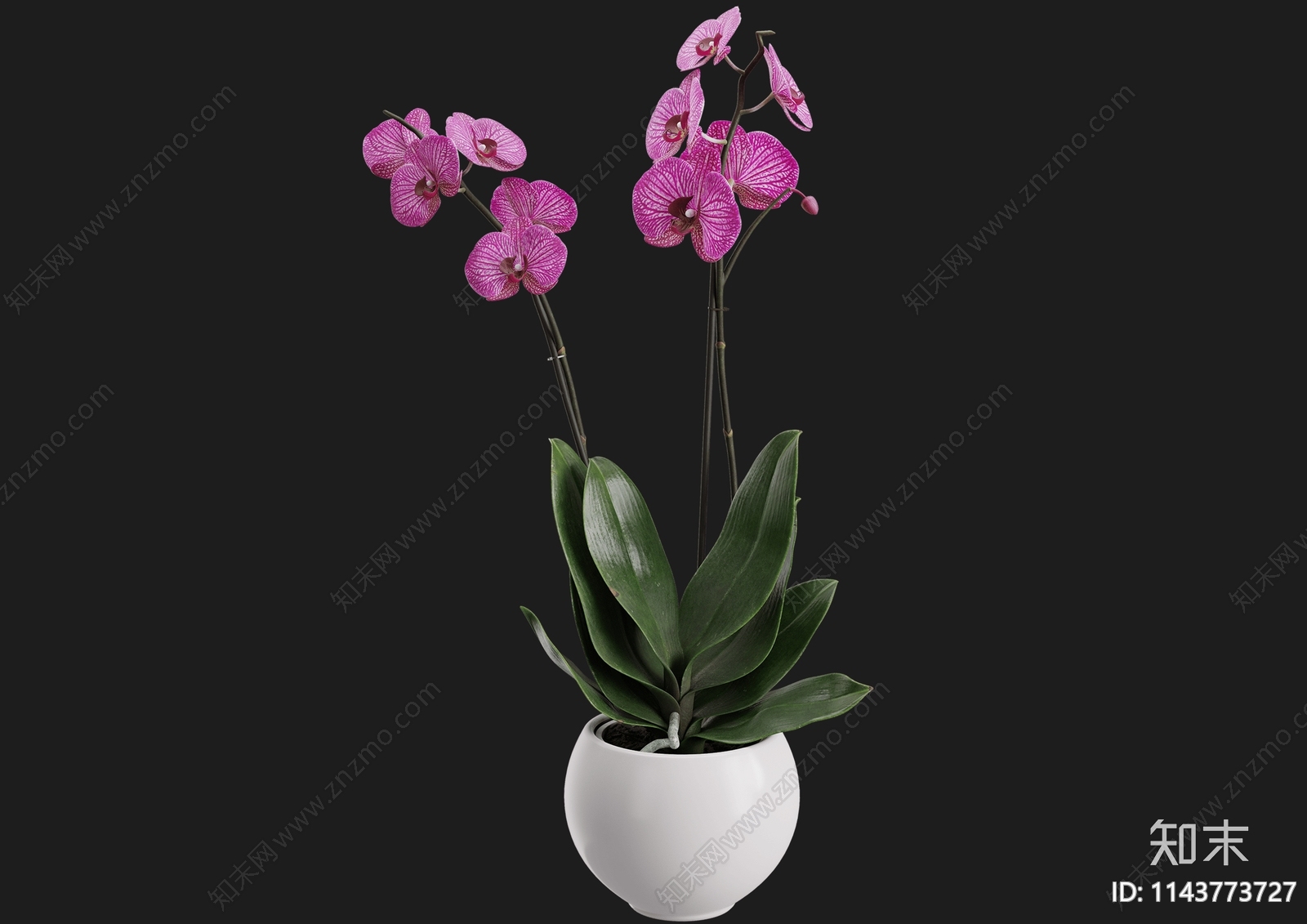 兰花免抠PSD高清贴图下载【ID:1143773727】undefined