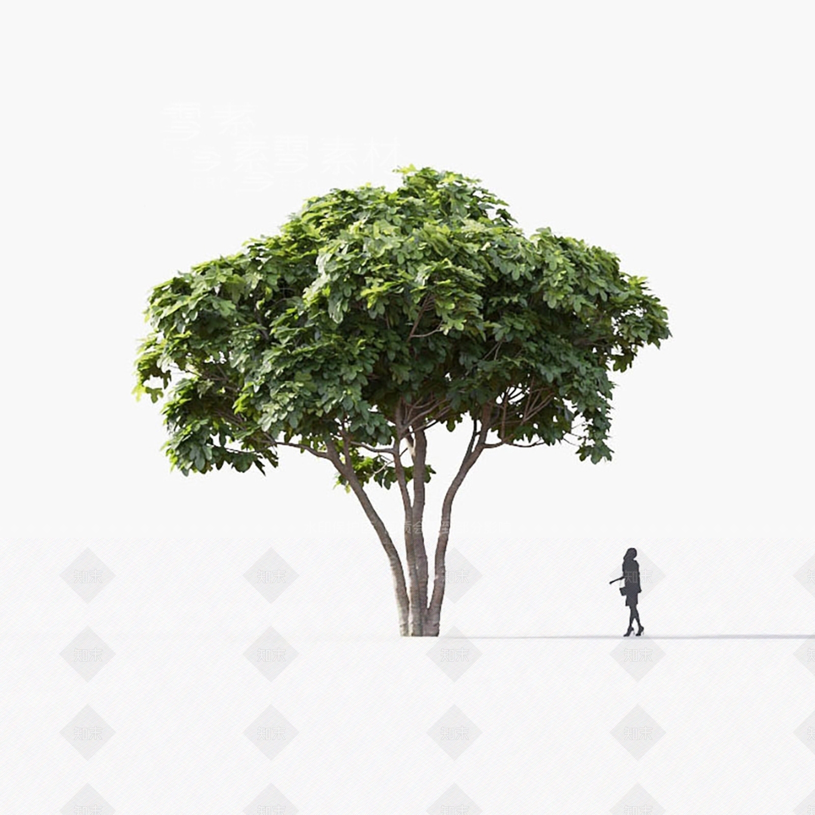 无花果树3D模型下载【ID:1144019165】