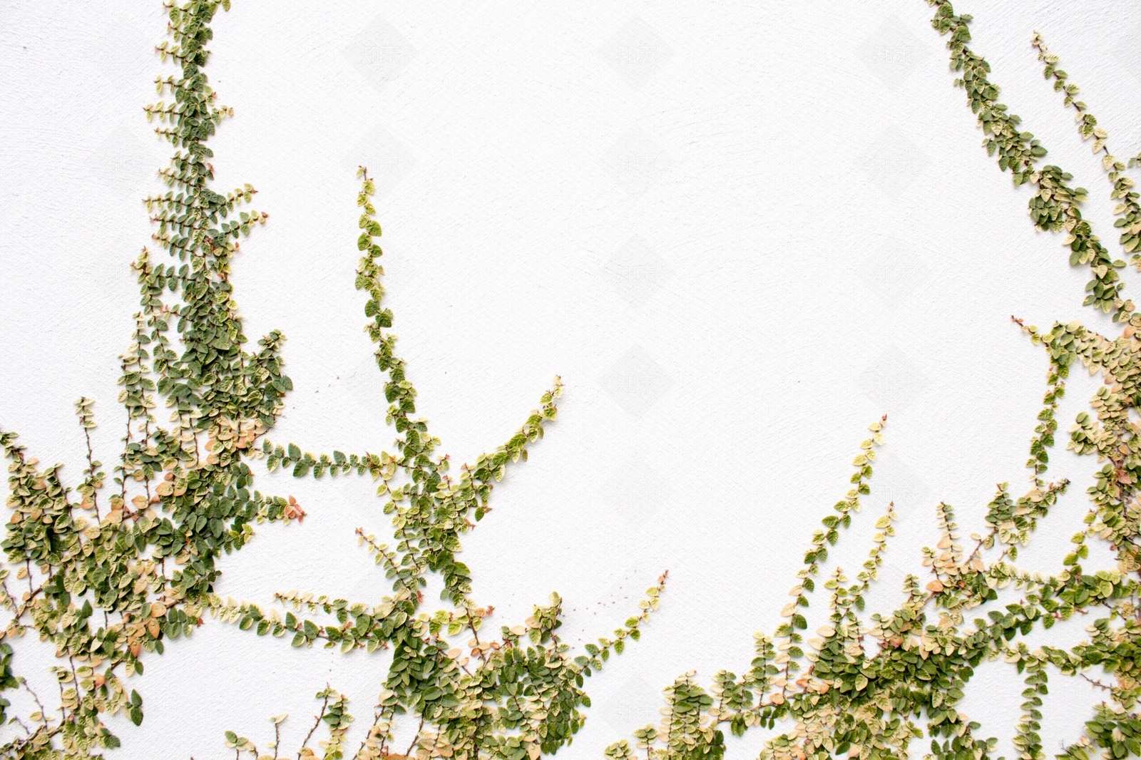 绿植爬藤外墙墙面贴图下载【ID:1144189159】