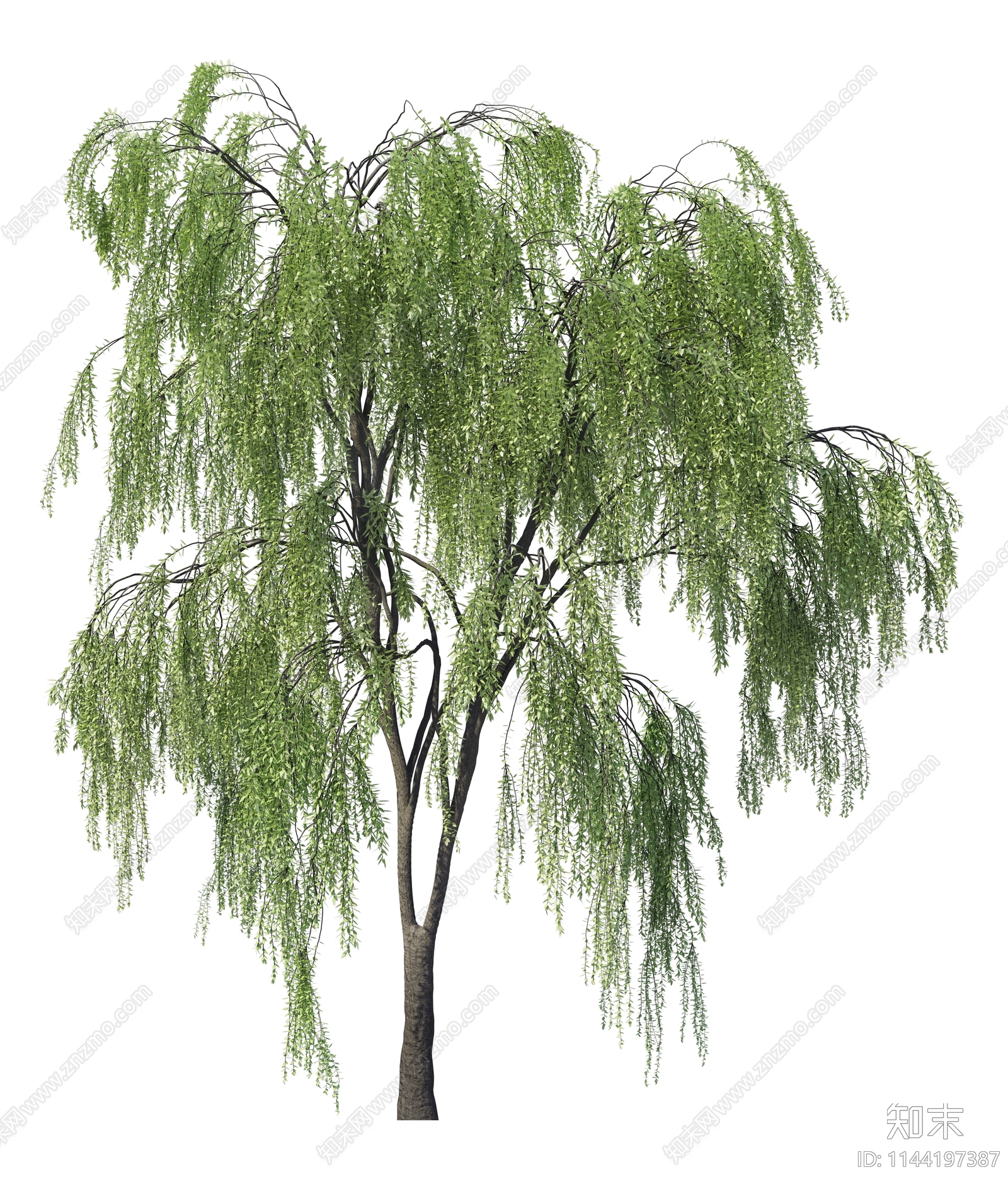 PSD免抠柳树垂柳贴图下载【ID:1144197387】_【知末网贴图库】