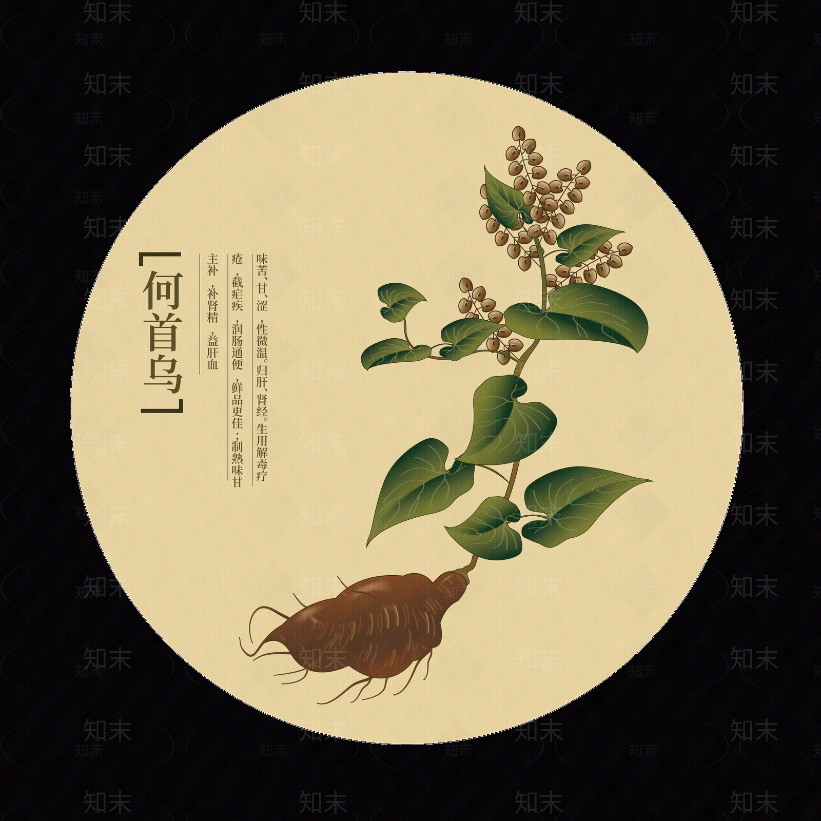 中药何首乌图贴图下载【ID:1144203006】