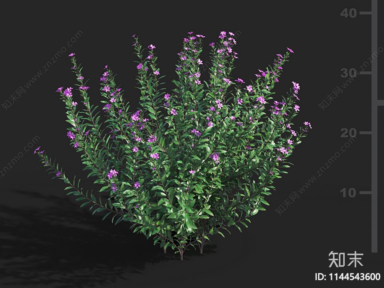 萼距花属3D模型下载【ID:1144543600】