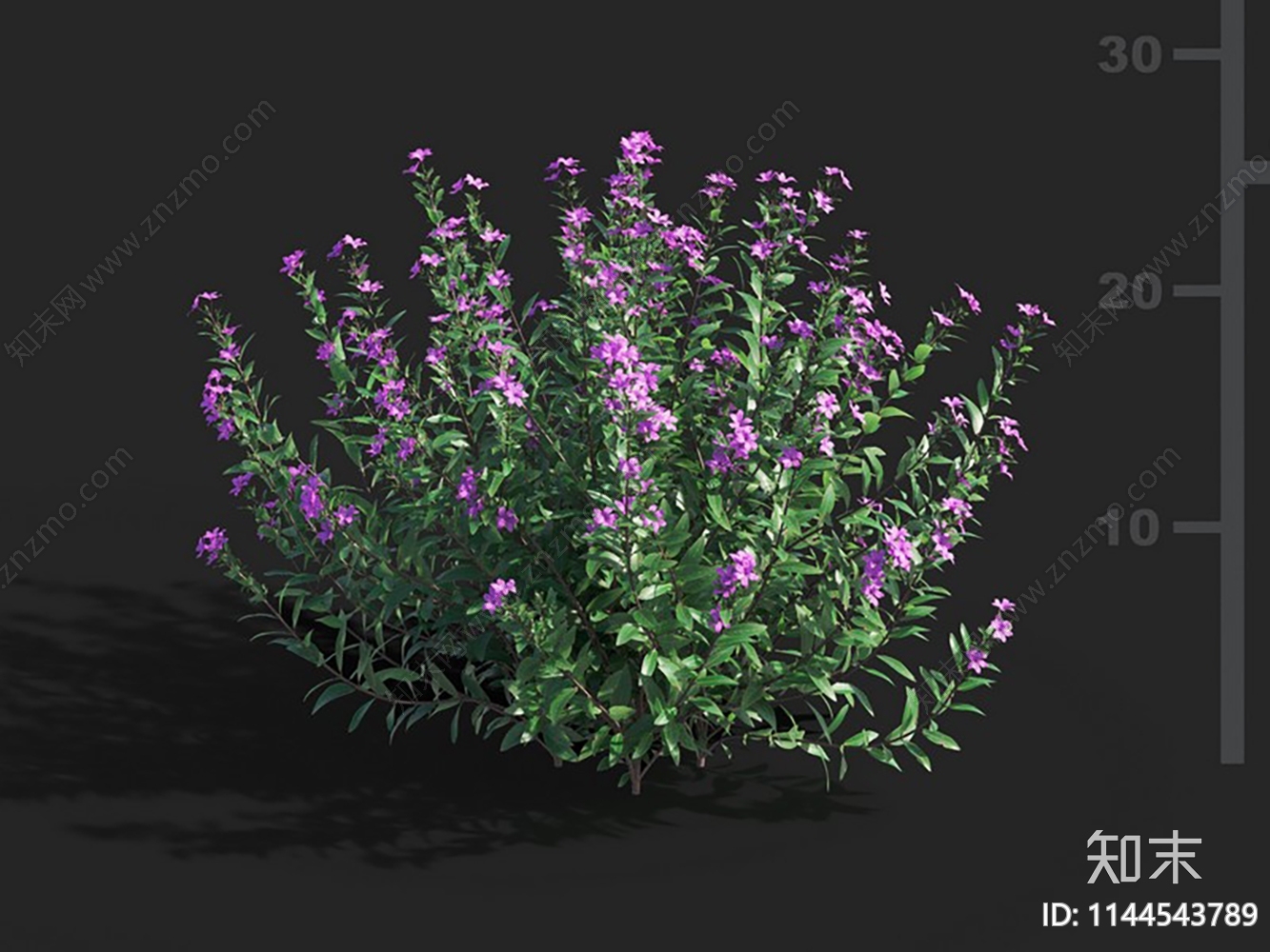 萼距花属3D模型下载【ID:1144543789】