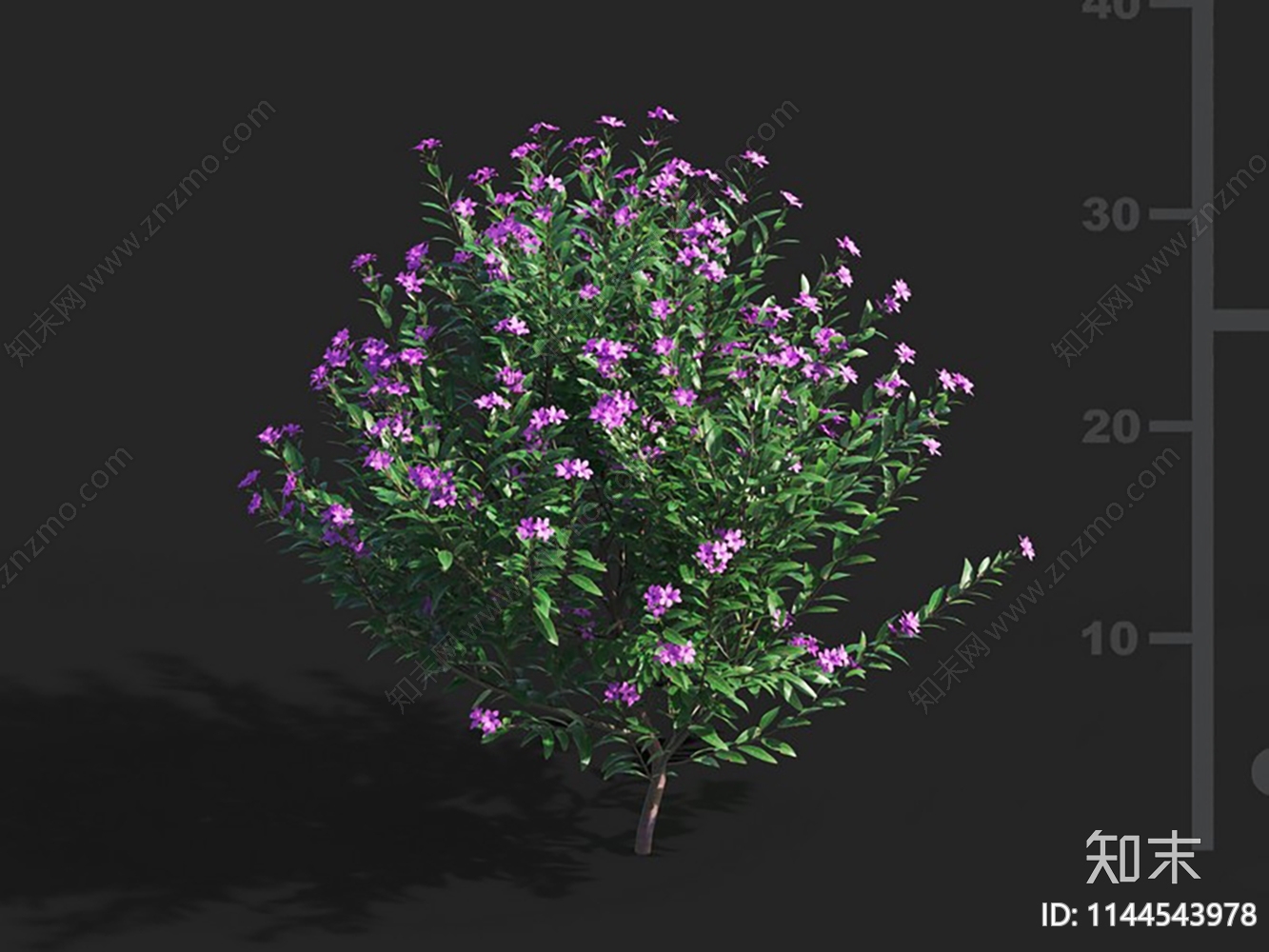 萼距花属3D模型下载【ID:1144543978】