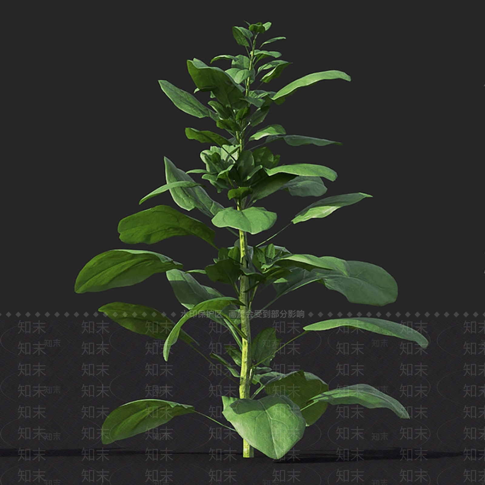 菠菜3D模型下载【ID:1144580886】