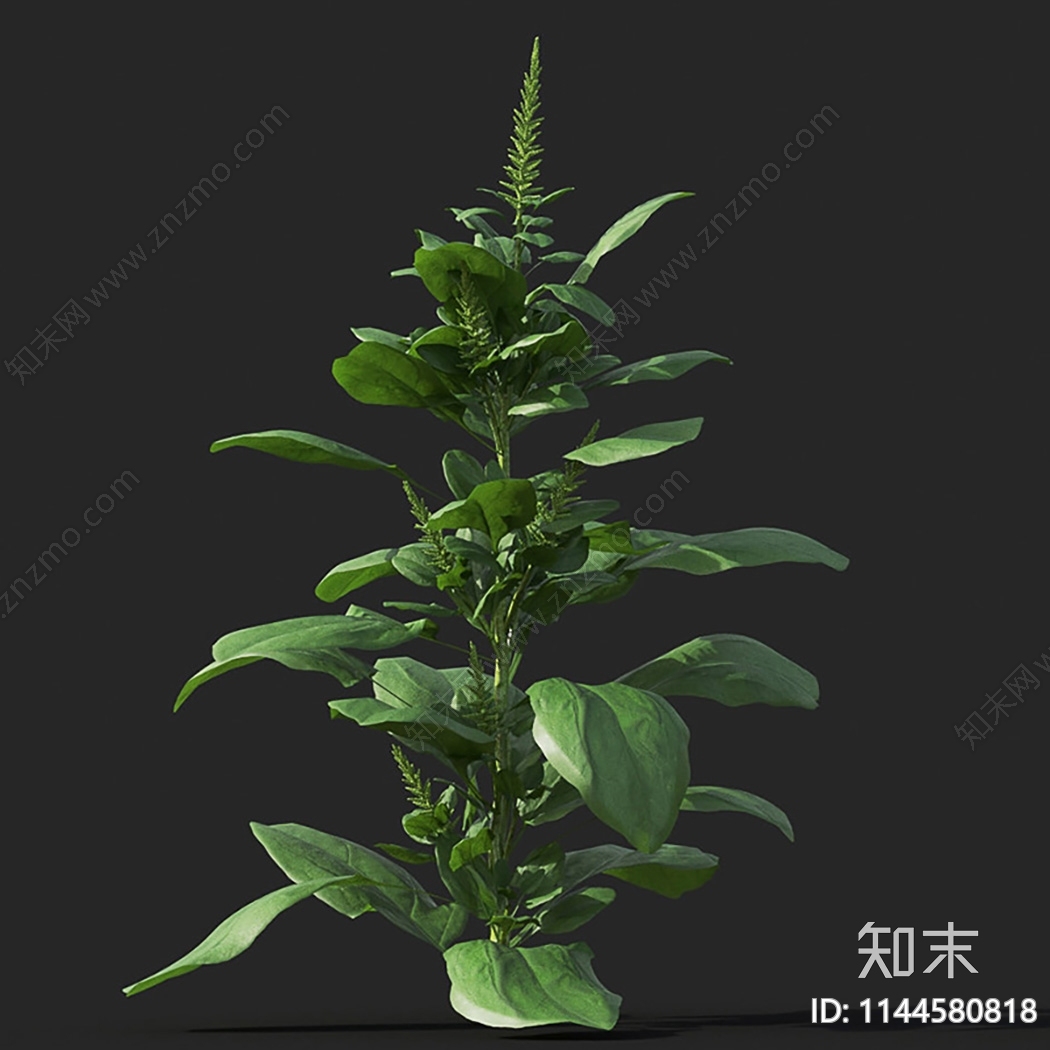 菠菜3D模型下载【ID:1144580818】