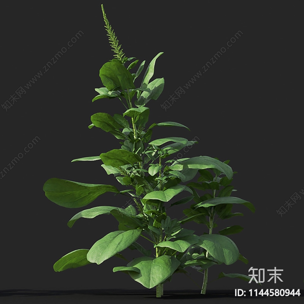 菠菜3D模型下载【ID:1144580944】