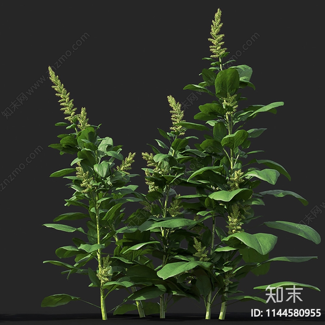 菠菜3D模型下载【ID:1144580955】