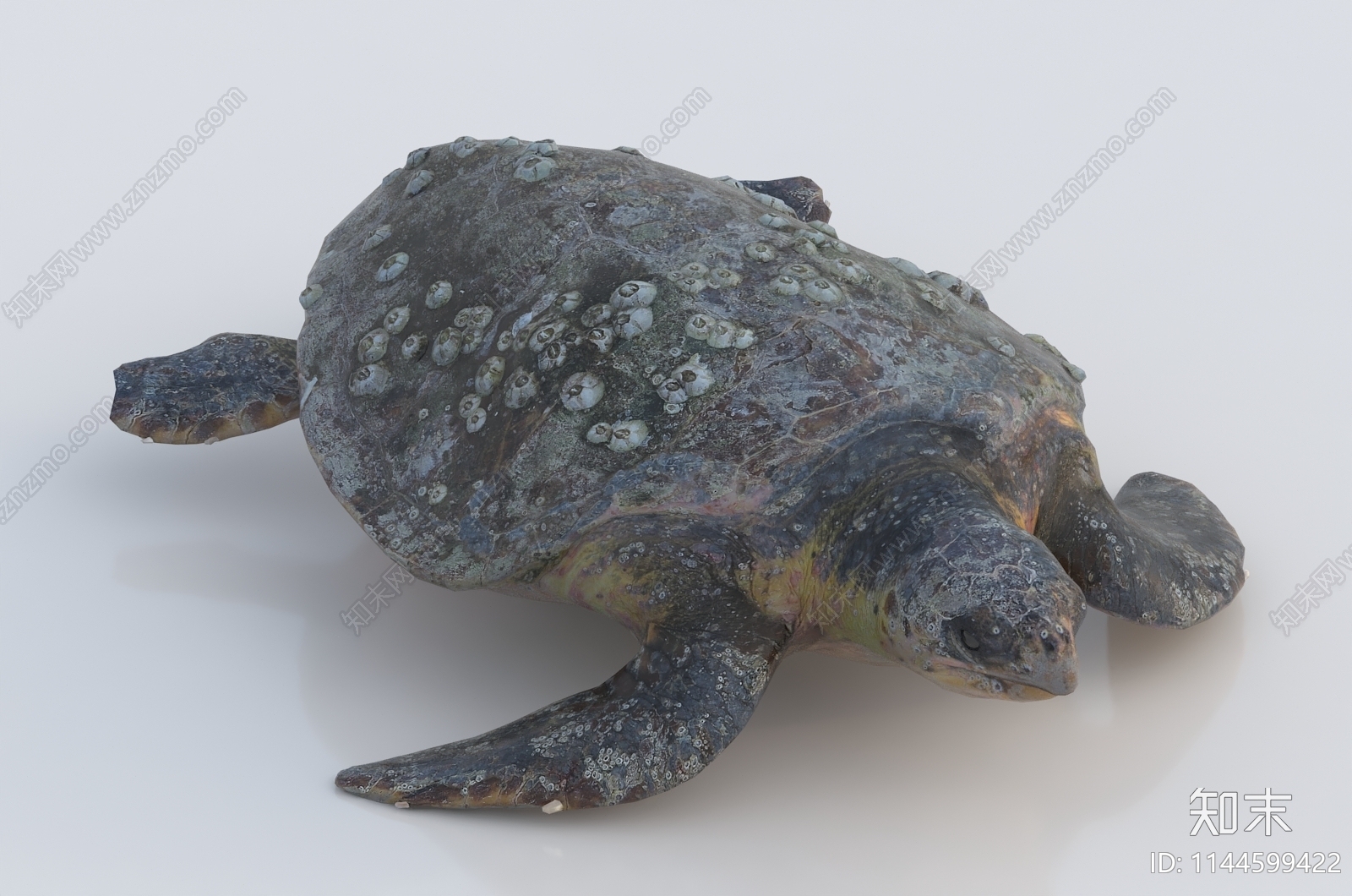 海龟3D模型下载【ID:1144599422】