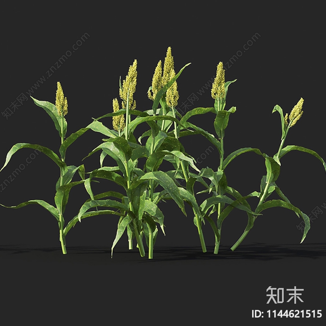 甜高粱3D模型下载【ID:1144621515】