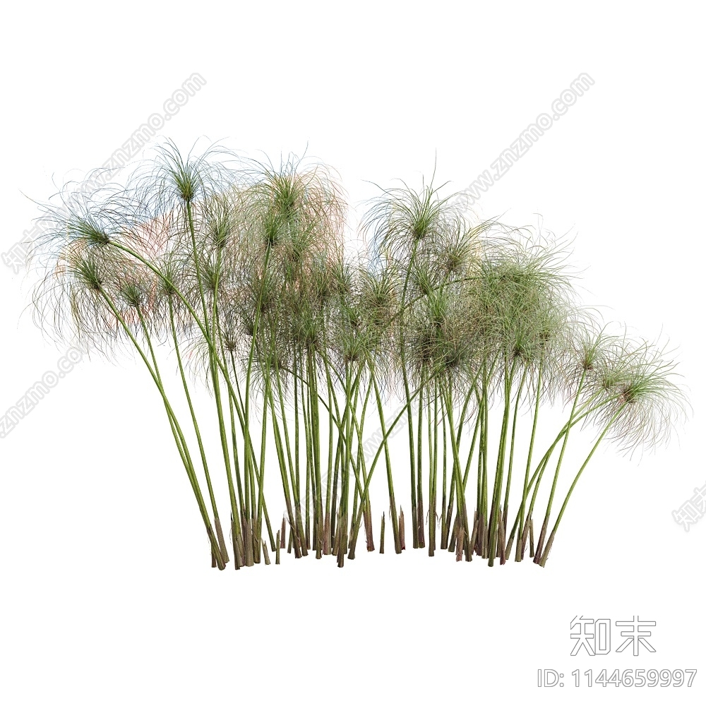 现代植物纸莎草3D模型下载【ID:1144659997】