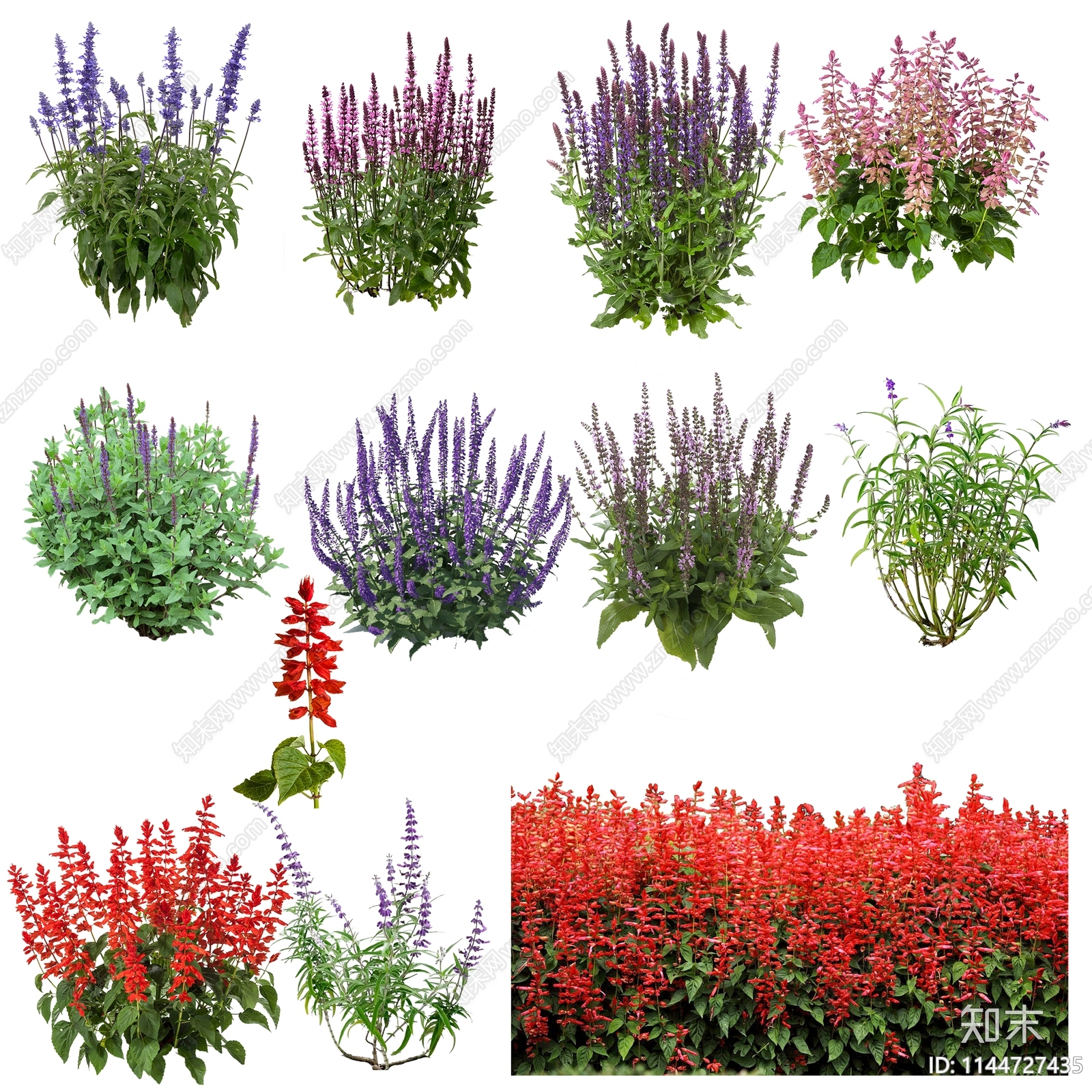 各种鼠尾草花花卉psd文件免抠贴图下载【ID:1144727435】_【知末网贴图库】