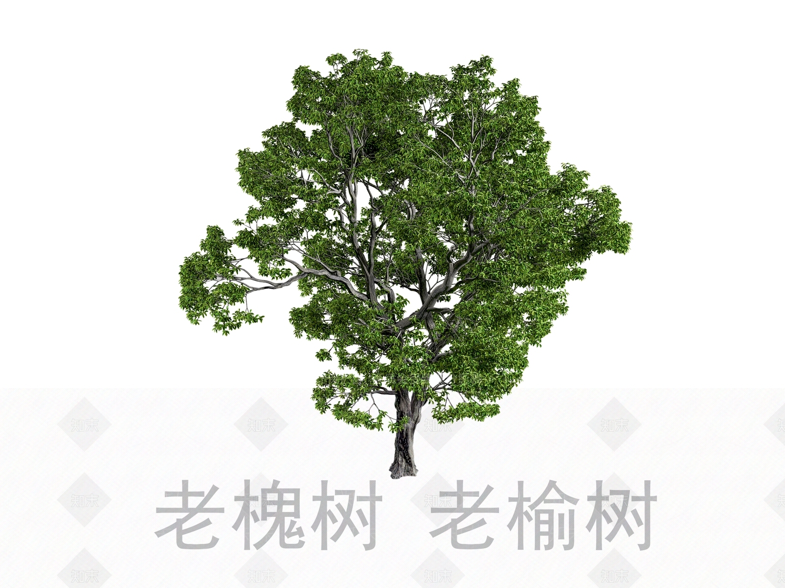 古树3D模型下载【ID:1144738316】