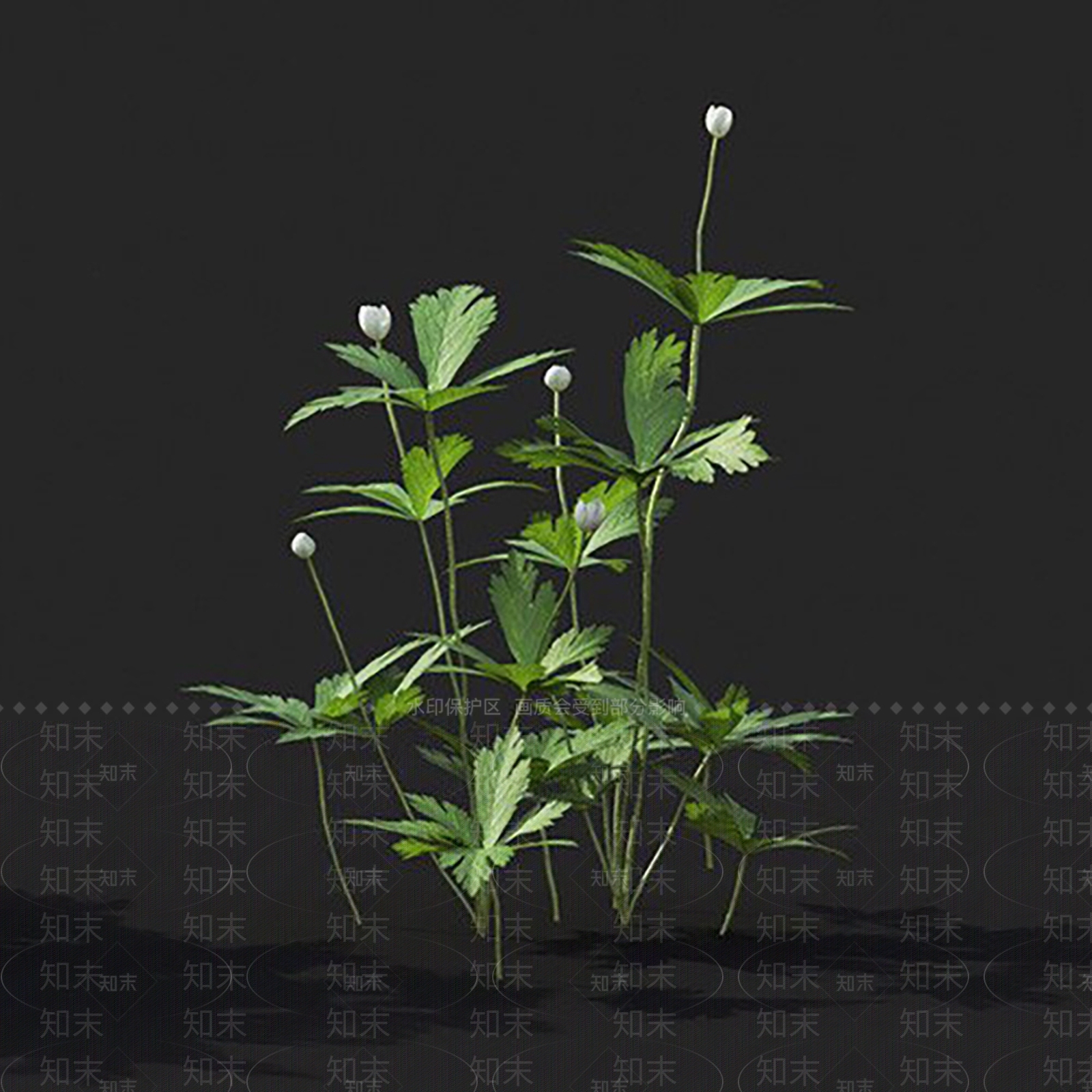 草加拿大银莲花3D模型下载【ID:1144855187】