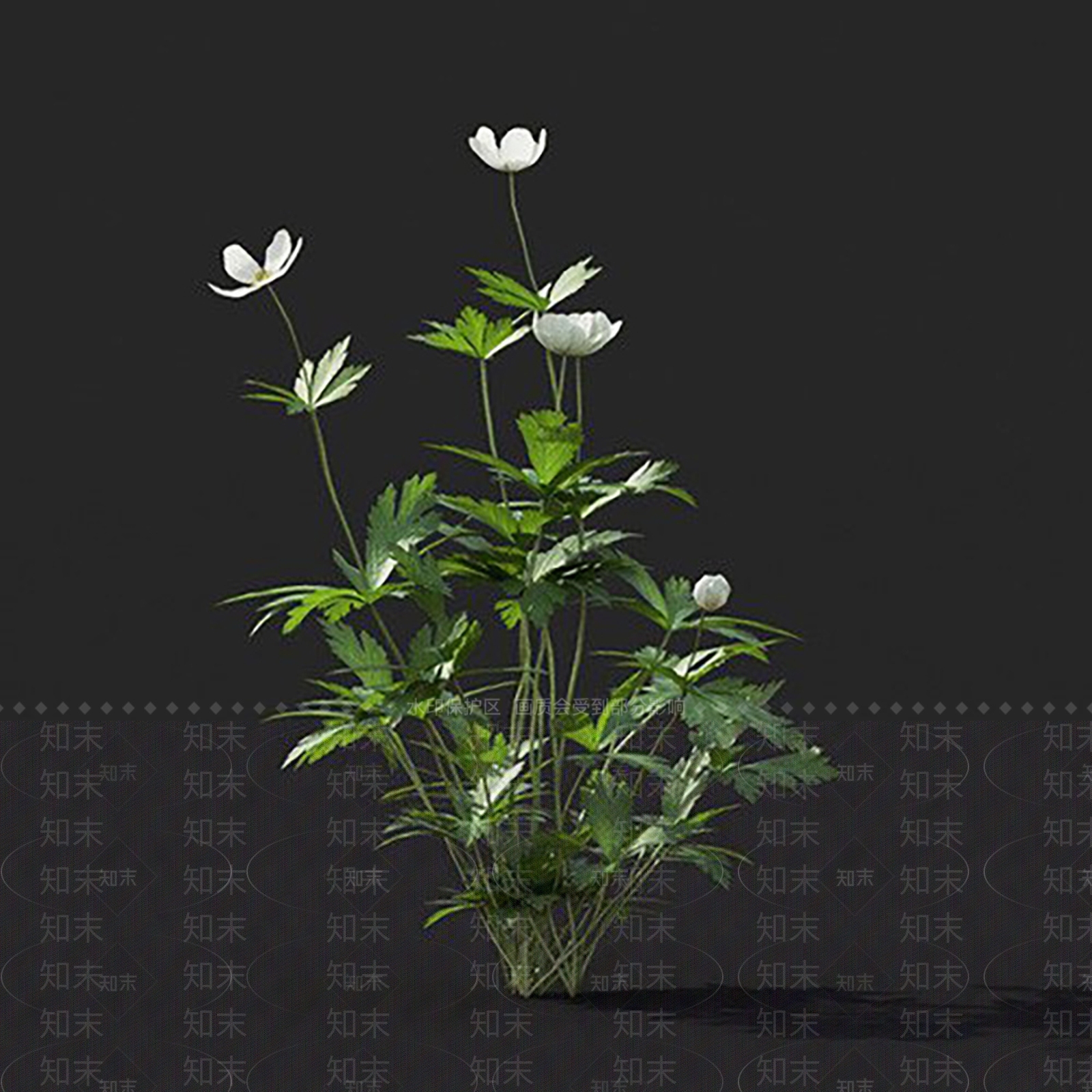 加拿大银莲花3D模型下载【ID:1144859304】