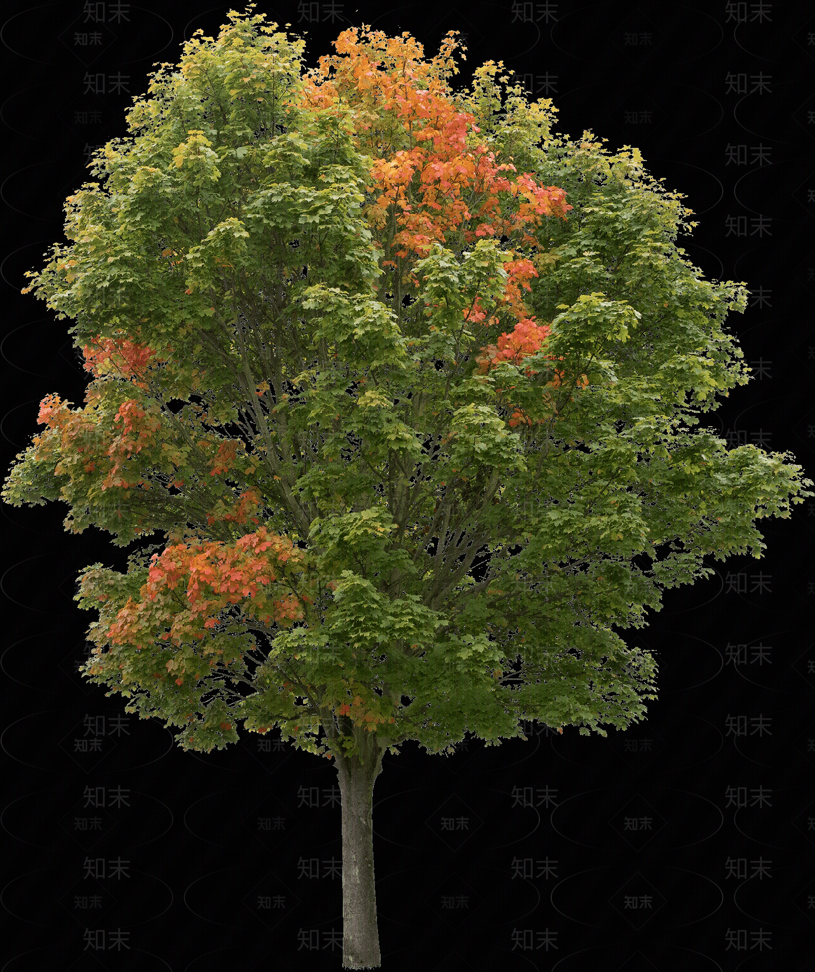 平面免扣树素材贴图下载【ID:1144935102】