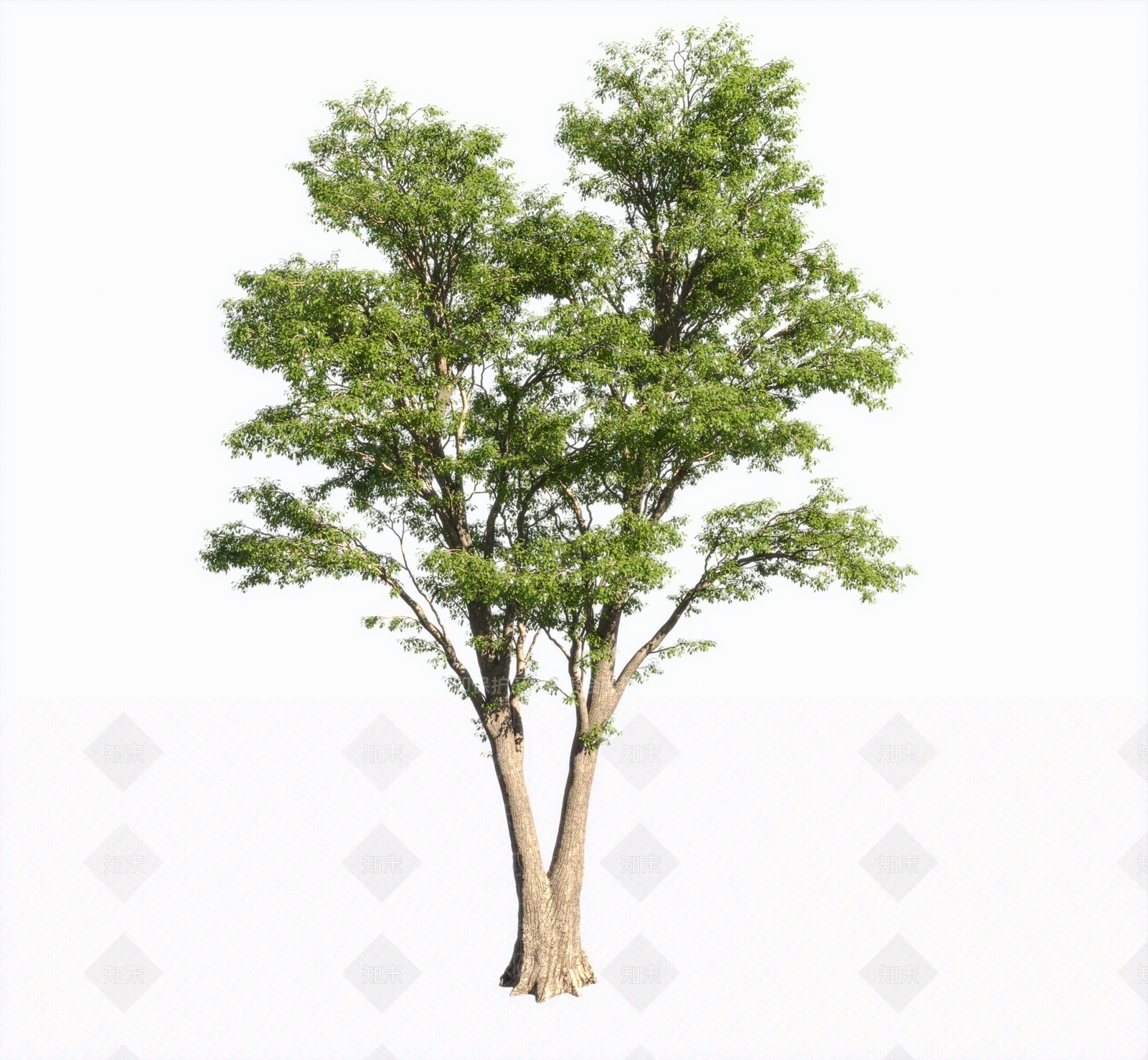 乔木3D模型下载【ID:1144949934】