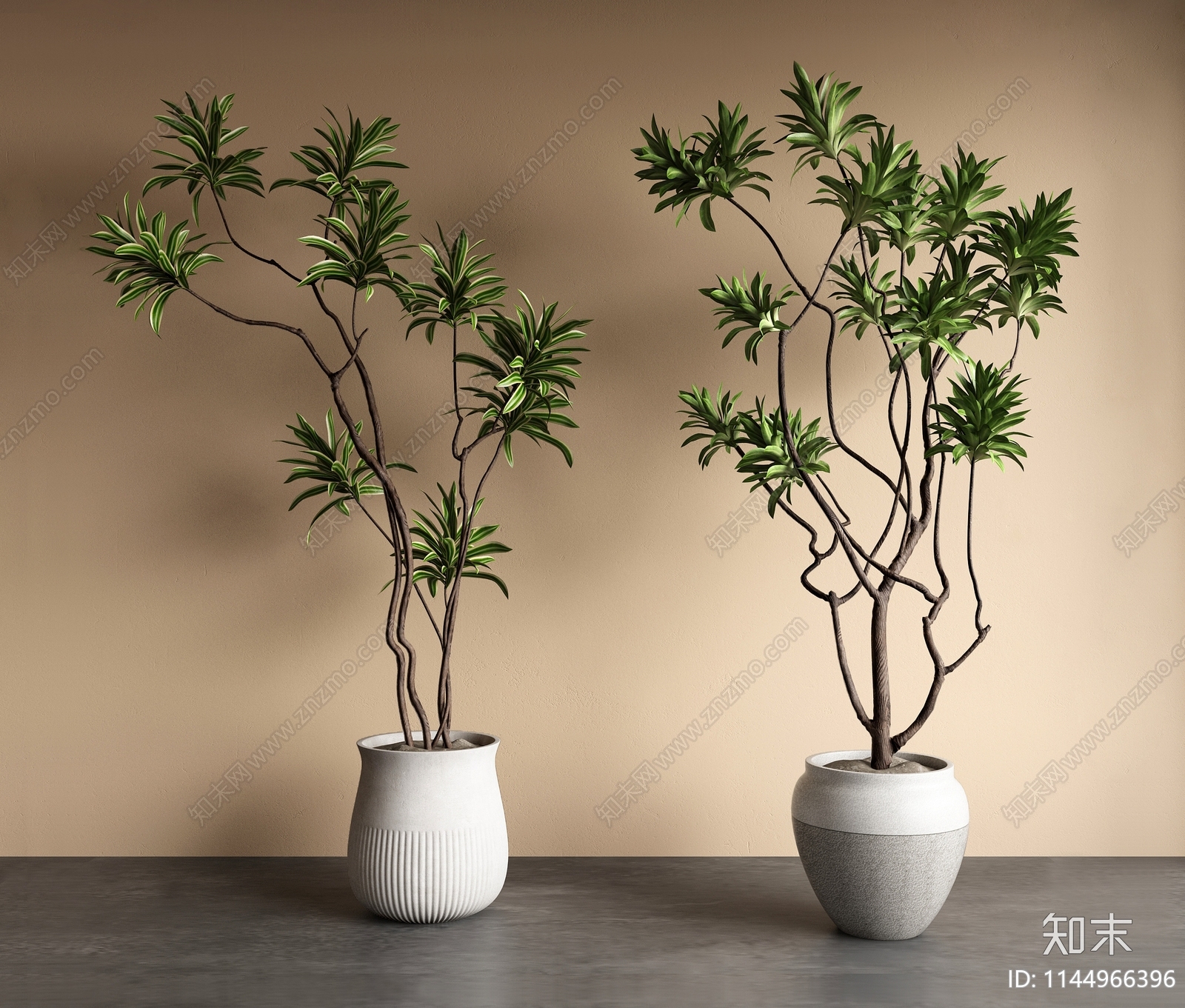 百合竹植物盆栽3D模型下载【ID:1144966396】