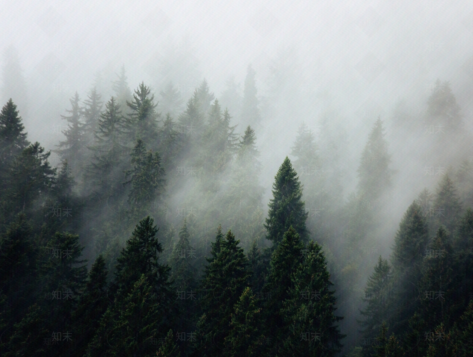 云雾森林外景贴图下载【ID:1145132307】