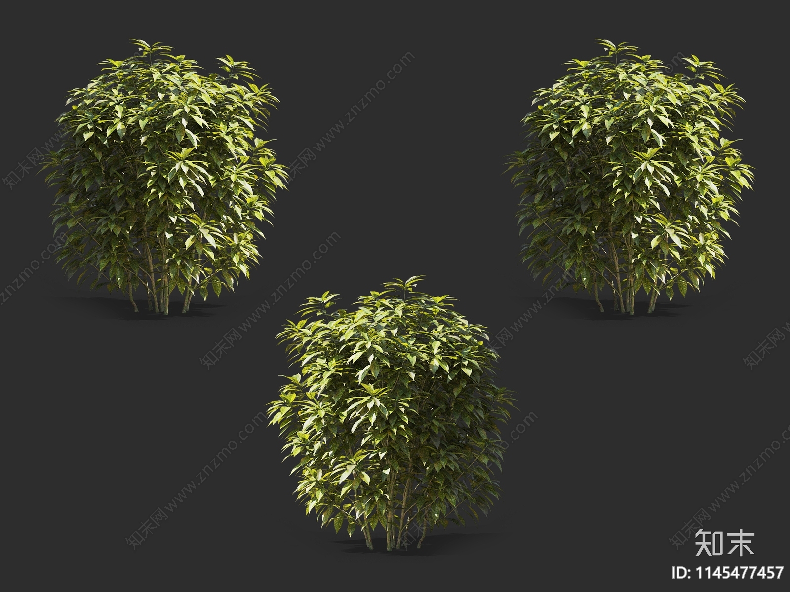 花叶青木3D模型下载【ID:1145477457】