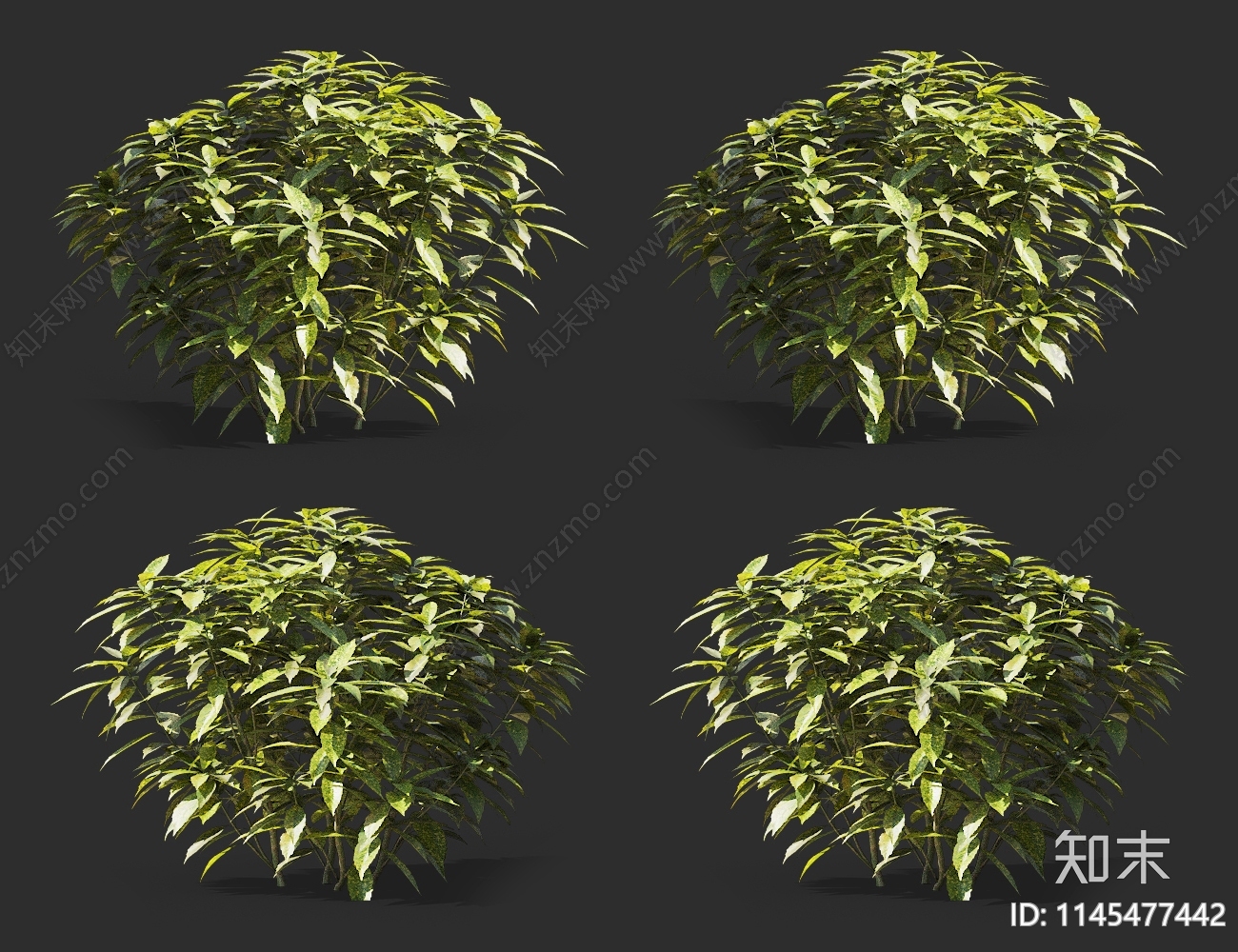 花叶青木3D模型下载【ID:1145477442】