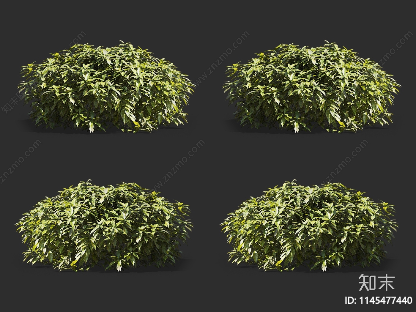 花叶青木3D模型下载【ID:1145477440】