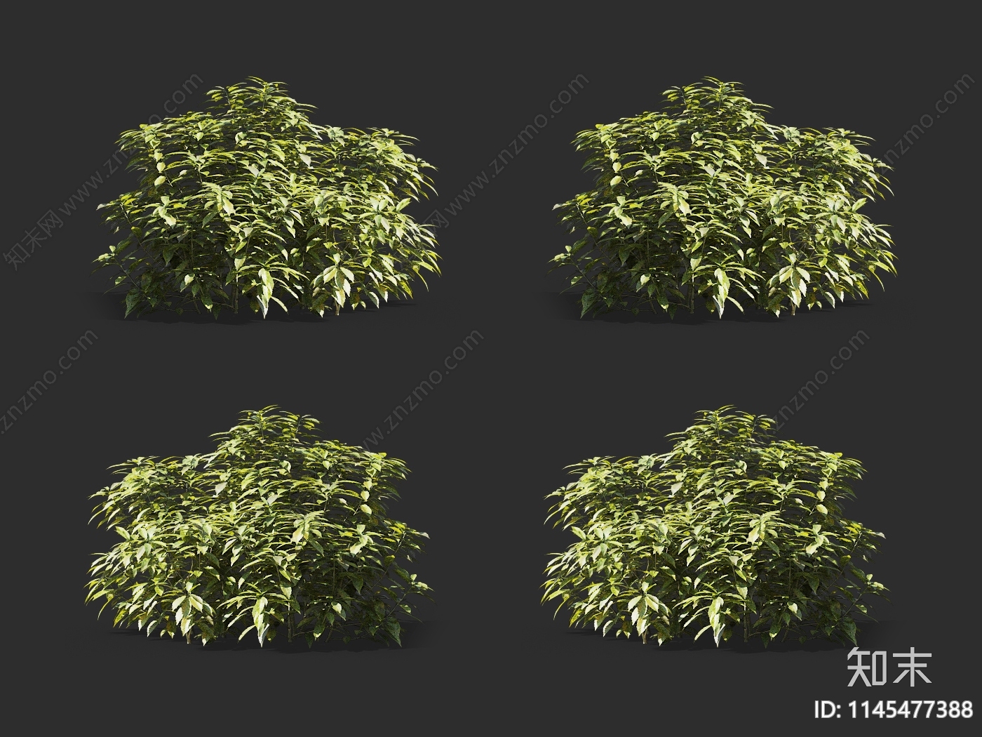 花叶青木3D模型下载【ID:1145477388】