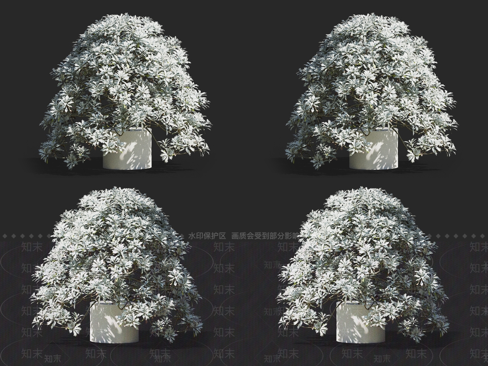 芙蓉菊3D模型下载【ID:1145477135】