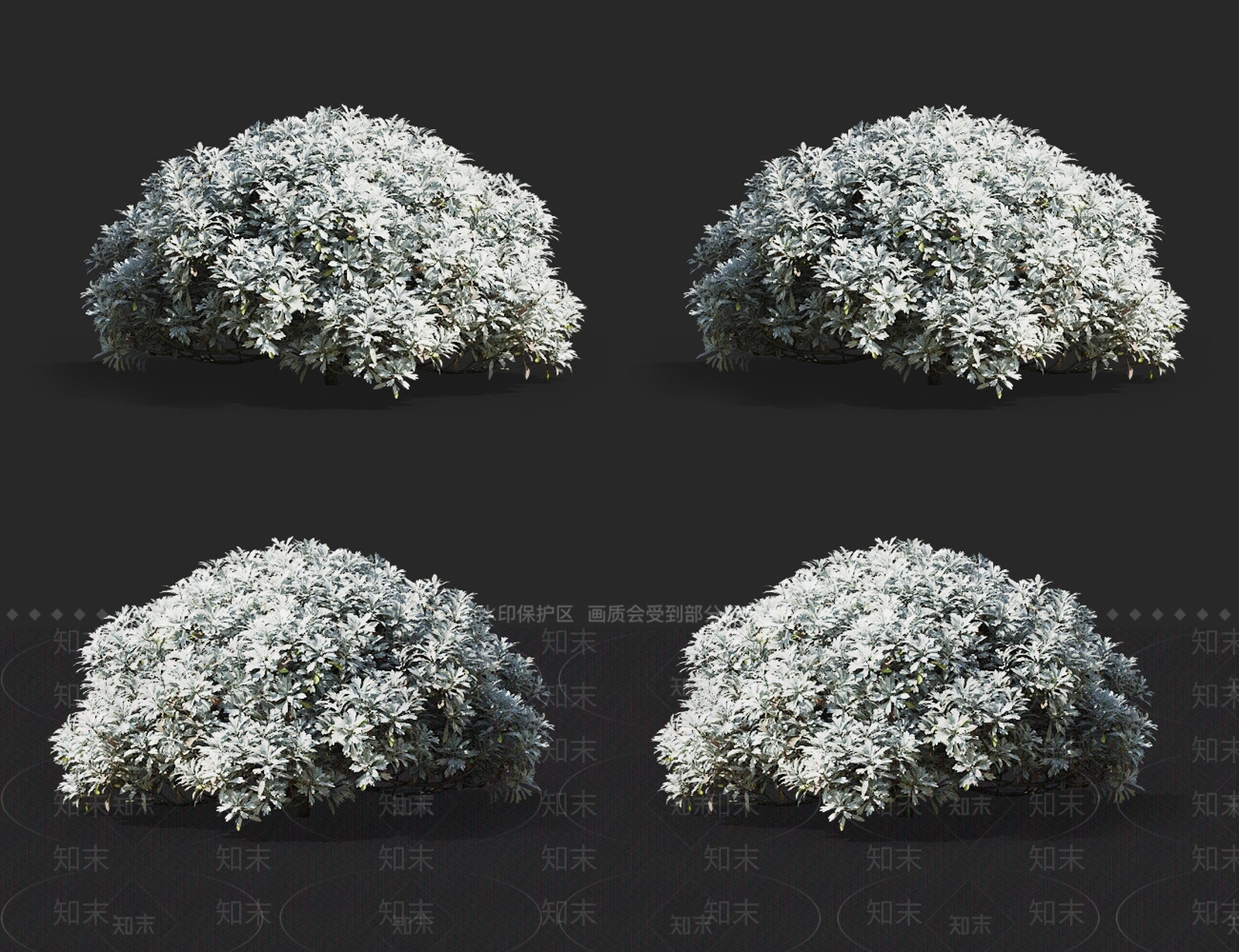 芙蓉菊3D模型下载【ID:1145477099】