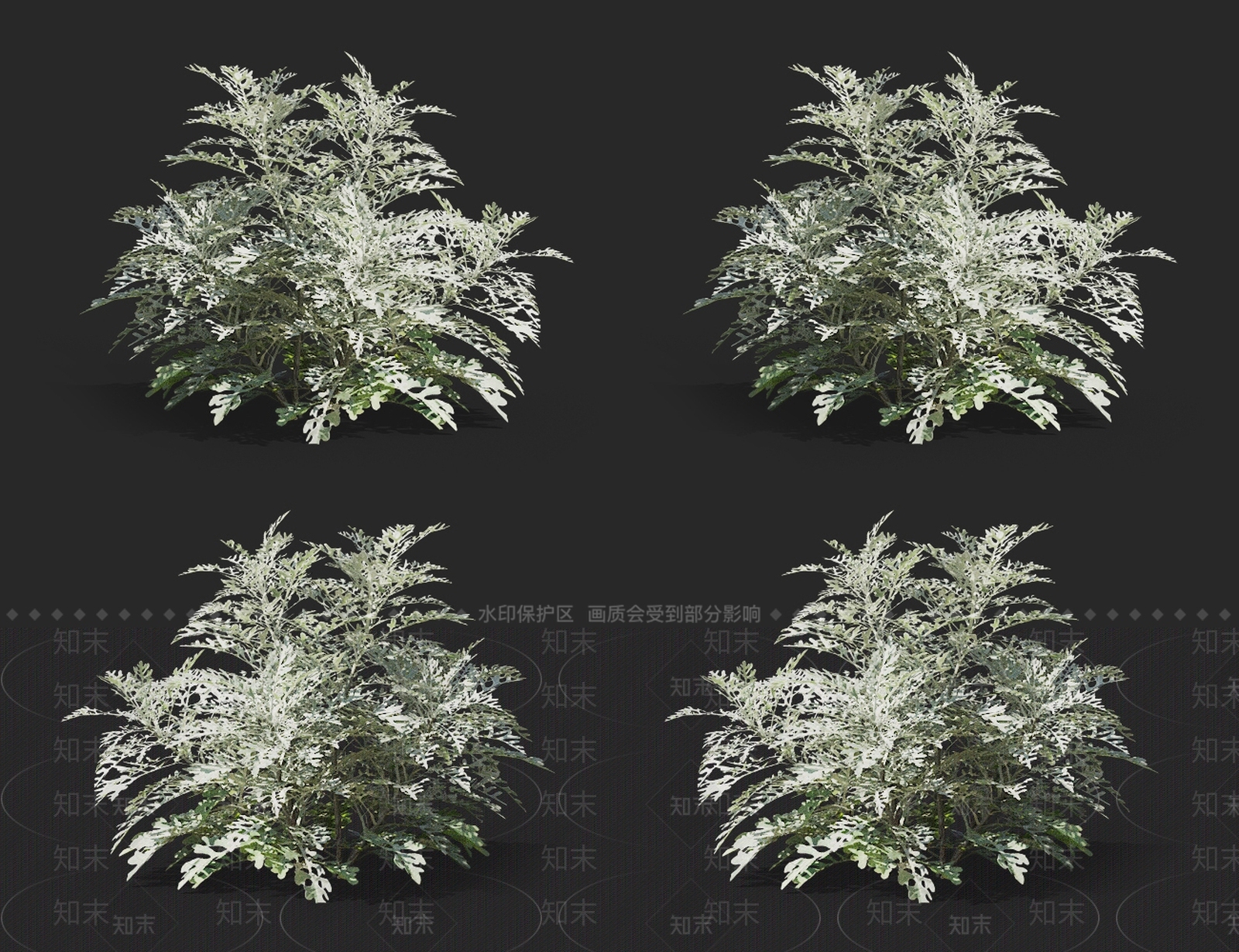 银叶菊3D模型下载【ID:1145476861】